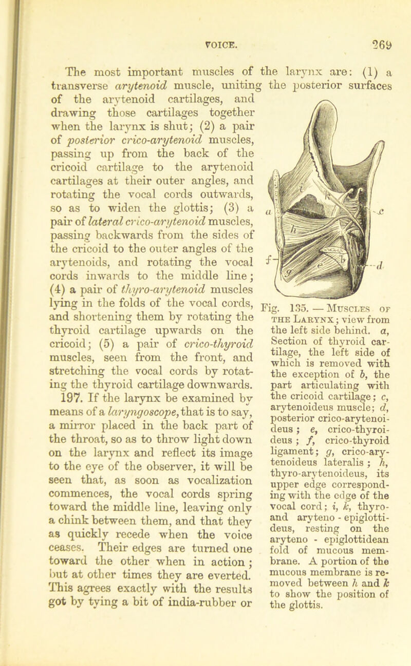 VOICE. *269 The most important muscles of the larynx are: (1) a transverse arytenoid muscle, uniting the posterior surfaces of the arytenoid cartilages, and drawing those cartilages together when the larynx is shut; (2) a pair of posterior crico-arytenoid muscles, passing up from the back of the cricoid cartilage to the arytenoid cartilages at their outer angles, and rotating the vocal cords outwards, so as to widen the glottis; (3) a pair of lateral crico-arytenoid muscles, passing backwards from the sides of the cricoid to the outer angles of the arytenoids, and rotating the vocal cords inwards to the middle line; (4) a pair of thyro-arytenoid muscles lying in the folds of the vocal cords, and shortening them by rotating the thyroid cartilage upwards on the cricoid; (5) a pair of crico-thyroid muscles, seen from the front, and stretching the vocal cords by rotat- ing the thyroid cartilage downwards. 197. If the larynx be examined by means of a laryngoscope, that is to say, a mirror placed in the back part of the throat, so as to throw light down on the larynx and reflect its image to the eye of the observer, it will be seen that, as soon as vocalization commences, the vocal cords spring toward the middle line, leaving only a chink between them, and that they as quickly recede when the voice ceases. Their edges are turned one toward the other when in action ; but at other times they are everted. This agrees exactly with the results got by tying a bit of india-rubber or rig. 135. — Muscles or the Larynx ; view from the left side behind, a, Section of thyroid car- tilage, the left side of which is removed with the exception of b, the part articulating with the cricoid cartilage; c, arytenoideus muscle; d, posterior crico-arytenoi- deus; e, crico-thyroi- deus ; /, crico-thyroid ligament; g, crico-ary- tenoideus lateralis ; h, thyro-arytenoideus, its upper edge correspond- ing with the edge of the vocal cord; i, k, thyro- and aryteno - epiglotti- deus, resting on the aryteno - epiglottidean fold of mucous mem- brane. A portion of the mucous membrane is re- moved between h and k to show the position of the glottis.