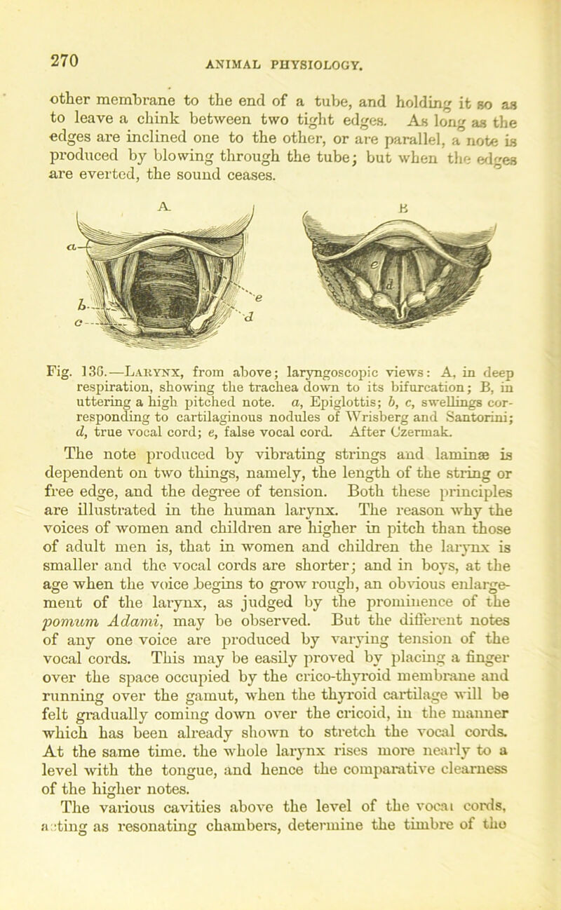 other membrane to the end of a tube, and holding it bo as to leave a chink between two tight edges. As long as the edges are inclined one to the other, or are parallel, a note is produced by blowing through the tube; but when the edes are everted, the sound ceases. Fig. 130.—Larynx, from above; laryngoscopic views: A, in deep respiration, showing the trachea down to its bifurcation; B, in uttering a high pitched note, a, Epiglottis; b, c, swellings cor- responding to cartilaginous nodules of Wrisberg and Santorini; d, true vocal cord; e, false vocal cord. After (Jzermak. The note produced by vibrating strings and laminae is dependent on two things, namely, the length of the string or free edge, and the degree of tension. Both these principles are illustrated in the human larynx. The reason why the voices of women and children are higher in pitch than those of adult men is, that in women and children the larynx is smaller and the vocal cords are shorter; and in boys, at the age when the voice .begins to grow rough, an obvious enlarge- ment of the larynx, as judged by the prominence of the pomum Adami, may be observed. But the different notes of any one voice are produced by varying tension of the vocal cords. This may be easily proved by placing a finger over the space occupied by the crico-thyroid membrane and running over the gamut, when the thyroid cartilage will be felt gradually coming down over the cricoid, in the maimer which has been already shown to stretch the vocal cords. At the same time, the whole larynx rises more nearly to a level with the tongue, and hence the comparative clearness of the higher notes. The various cavities above the level of the vocai cords, acting as resonating chambers, determine the timbre of the