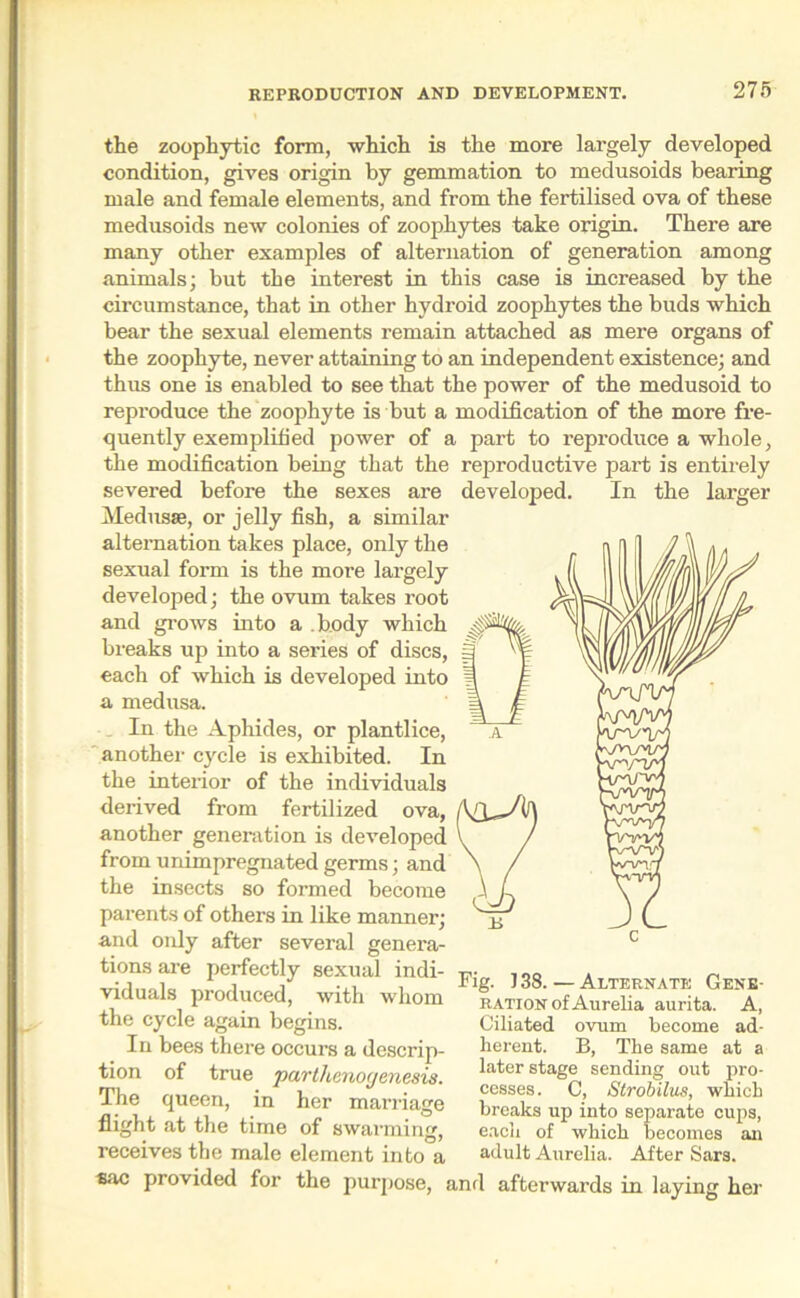 the zoophytic form, which is the more largely developed condition, gives origin by gemmation to medusoids bearing male and female elements, and from the fertilised ova of these medusoids new colonies of zoophytes take origin. There are many other examples of alternation of generation among animals; but the interest in this case is increased by the circumstance, that in other hydroid zoophytes the buds which bear the sexual elements remain attached as mere organs of the zoophyte, never attaining to an independent existence; and thus one is enabled to see that the power of the medusoid to reproduce the zoophyte is but a quently exemplified power of i the modification being that the severed before the sexes are Medusae, or jelly fish, a similar alternation takes place, only the sexual form is the more largely developed; the ovum takes root and grows into a .body which breaks up into a series of discs, each of which is developed into a medusa. In the Aphides, or plantlice, another cycle is exhibited. In the interior of the individuals derived from fertilized ova, another generation is developed from unimpregnated germs; and the insects so formed become parents of others in like manner; and only after several genera- tions are perfectly sexual indi- viduals produced, with whom the cycle again begins. In bees there occurs a descrip- tion of true parthenogenesis. The queen, in her marriage flight at the time of swarming, receives the male element into a sac provided for the purpose, j modification of the more fre- part to reproduce a whole, reproductive part is entirely developed. In the larger Fig. ] 38. — Alternate Gene- ration of Aurelia aurita. A, Ciliated ovum become ad- herent. B, The same at a later stage sending out pro- cesses. C, Strobilus, which breaks up into separate cups, each of which becomes an adult Aurelia. After Sars. 1 afterwards in laying her