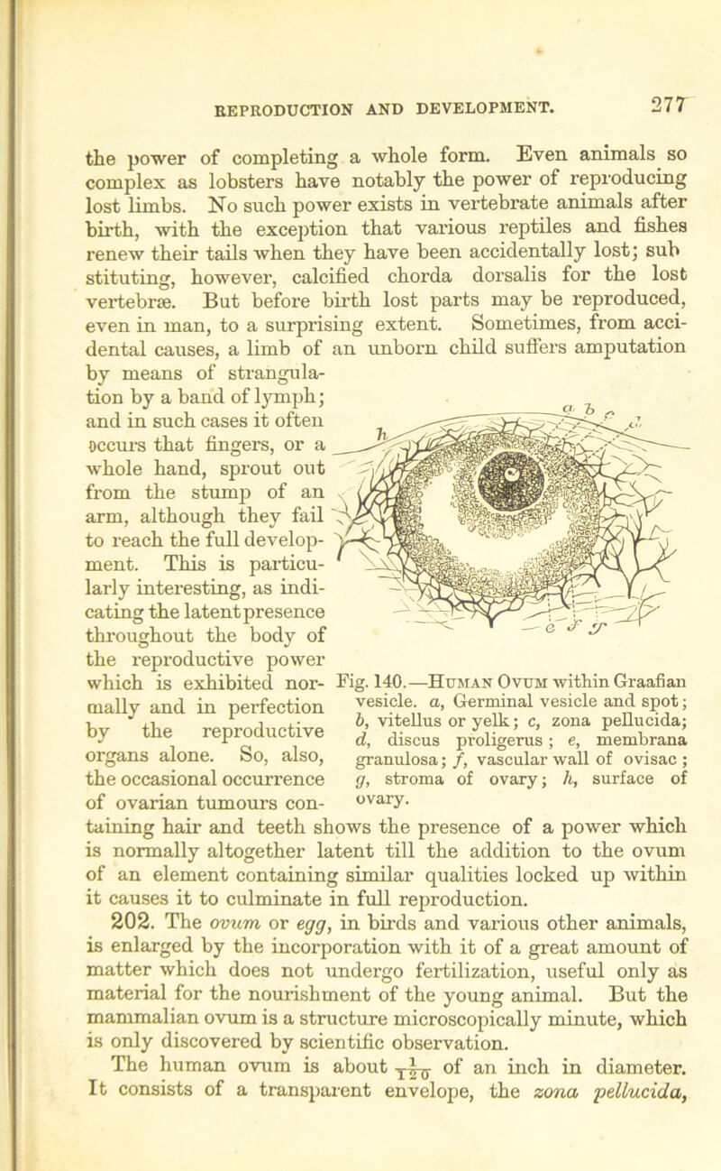 the power of completing a whole form. Even animals so complex as lobsters have notably the power of reproducing lost limbs. No such power exists in vertebrate animals after birth, with the exception that various reptiles and fishes renew their tails when they have been accidentally lost; sub stituting, however, calcified chorda dorsalis for the lost vertebrae. But before birth lost parts may be reproduced, even in man, to a surprising extent. Sometimes, from acci- dental causes, a limb of an unborn child suffers amputation by means of strangula- tion by a band of lymph; and in such cases it often occurs that fingers, or a whole hand, sprout out from the stump of an arm, although they fail to reach the full develop- ment. This is particu- larly interesting, as indi- cating the latent presence throughout the body of the reproductive power which is exhibited nor- mally and in perfection by the reproductive organs alone. So, also, the occasional occurrence of ovarian tumours con- Fig. 140.—Human Ovum within Graafian vesicle, a, Germinal vesicle and spot; b, vitellus or yelk; c, zona pellucida; d, discus proligerus; e, membrana granulosa; f, vascular wall of ovisac ; g, stroma of ovary; h, surface of ovary. taining hair and teeth shows the presence of a power which is normally altogether latent till the addition to the ovum of an element containing similar qualities locked up within it causes it to culminate in full reproduction. 202. The ovum or egg, in birds and various other animals, is enlarged by the incorporation with it of a great amount of matter which does not undergo fertilization, useful only as material for the nourishment of the young animal. But the mammalian ovum is a structure microscopically minute, which is only discovered by scientific observation. The human ovum is about of an inch in diameter. It consists of a transparent envelope, the zona pellucida,