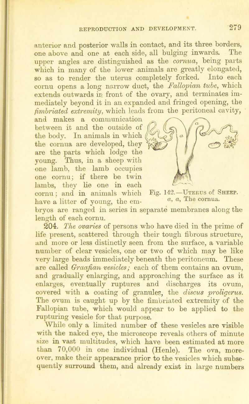 anterior and posterior walls in contact, and its three borders, one above and one at each side, all bulging inwards. The upper angles are distinguished as the cornua, being parts which in many of the lower animals are greatly elongated, so as to render the uterus completely forked. Into each cornu opens a long narrow duct, the Fallopian tube, which extends outwards in front of the ovary, and terminates im- mediately beyond it in an expanded and fringed opening, the fimbriated extremity, which leads from the peritoneal cavity, and makes a communication between it and the outside of the body. In animals in which the cornua are developed, they are the parts which lodge the young. Thus, in a sheep with one lamb, the lamb occupies one cornu; if there be twin lambs, they lie one in each cornu; and in animals which Fig. 142.—Uterus of Sheep. have a litter of young, the em- a’ a’ ^lie cornua- bryos are ranged in series in separate membranes along the length of each cornu. 204. The ovaries of persons who have died in the pi-ime of life present, scattei’ed through their tough fibrous structure, and more or less distinctly seen from the sui'face, a vax’iable number of clear vesicles, one or two of which may be like very large beads immediately beneath the peritoneum. These are called Graafian vesicles; each of them contains an ovum, and gi-adually enlai’ging, and approaching the sux-face as it enlarges, eventually raptures and discharges its ovum, covered with a coating of granules, the discus proligerus. The ovum is caught up by the fimbriated extremity of the Fallopian tube, which would appear to be applied to the rapturing vesicle for that purpose. While only a limited number of these vesicles are visible with the naked eye, the mici’oscope reveals others of minute size in vast multitudes, which have been estimated at moi-e than 70,000 in one individual (Henle). The ova, more- over, make their appearance prior to the vesicles which subse- quently surround them, and already exist in lai-ge numbers