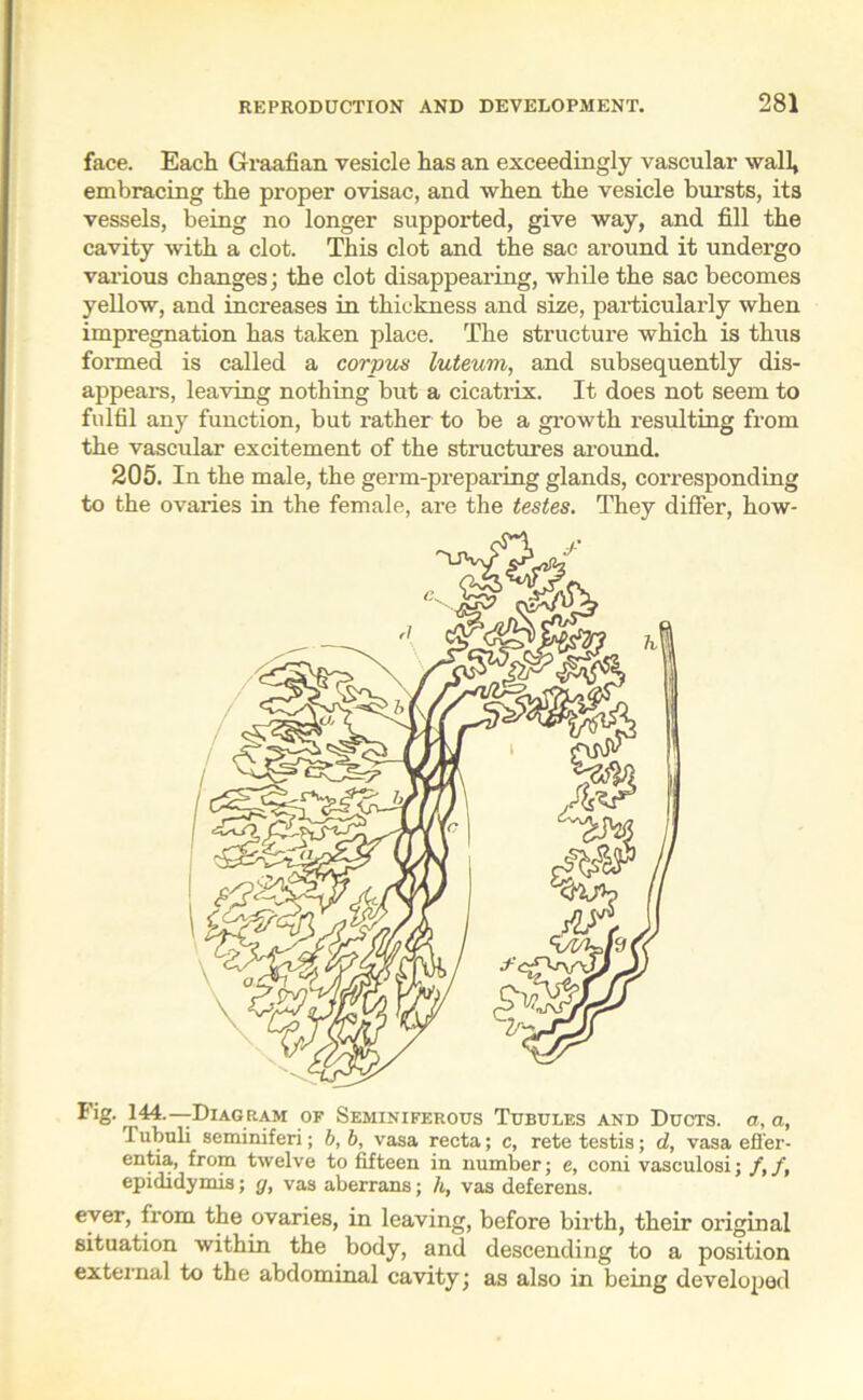 face. Each Graafian vesicle has an exceedingly vascular wall, embracing the proper ovisac, and when the vesicle bursts, its vessels, being no longer supported, give way, and fill the cavity with a clot. This clot and the sac around it undergo various changes; the clot disappearing, while the sac becomes yellow, and increases in thickness and size, particularly when impregnation has taken place. The structure which is thus formed is called a corpus luteum, and subsequently dis- appears, leaving nothing but a cicatrix. It does not seem to fulfil any function, but rather to be a growth resulting from the vascular excitement of the structures around. 205. In the male, the germ-preparing glands, corresponding to the ovaries in the female, are the testes. They differ, how- fig. 144-—-Diagram of Seminiferous Tubules and Ducts, a, a, Tubuli seminiferi; b, b, vasa recta; c, rete testis; d, vasa efl'er- entia, from twelve to fifteen in number; e, coni vasculosi; /,/, epididymis; g, vas aberrans; li, vas deferens. ever, from the ovaries, in leaving, before birth, their original situation within the body, and descending to a position external to the abdominal cavity; as also in being developed