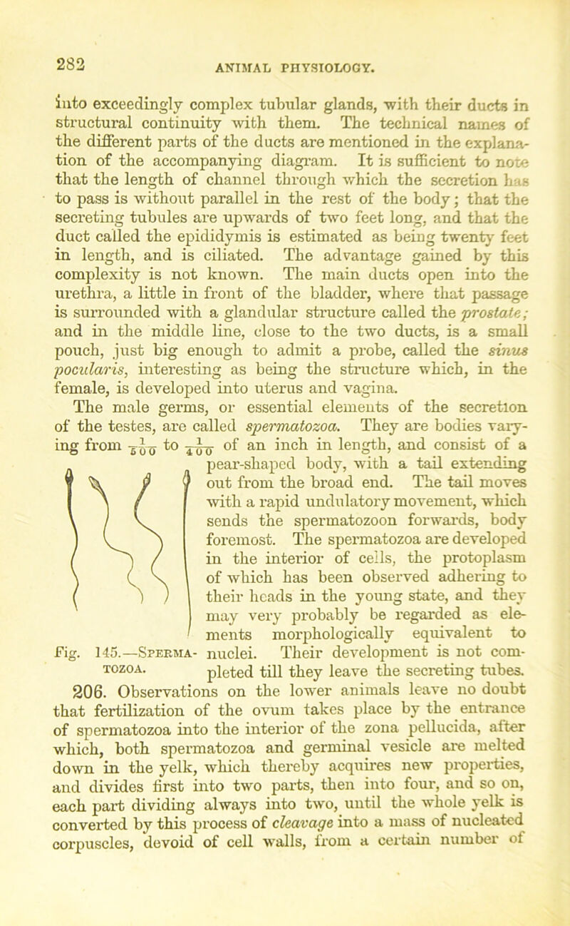 into exceedingly complex tubular glands, with their ducts in structural continuity with them. The technical names of the different parts of the ducts are mentioned in the explana- tion of the accompanying diagram. It is sufficient to note that the length of channel through which the secretion has to pass is without parallel in the rest of the body; that the secreting tubules are upwards of two feet long, and that the duct called the epididymis is estimated as being twenty feet in length, and is ciliated. The advantage gained by this complexity is not known. The main ducts open into the urethra, a little in front of the bladder, where that passage is surrounded with a glandular structure called the prostate; and in the middle line, close to the two ducts, is a small pouch, just big enough to admit a probe, called the sinus pocularis, interesting as being the structure which, in the female, is developed into uterus and vagina. The male germs, or essential elements of the secretion of the testes, are called spermatozoa. They are bodies vary- ing from y to of an inch in length, and consist of a pear-shaped body, with a tail extending out from the broad end. The tail moves with a rapid undulatory movement, which sends the spermatozoon forwards, body foremost. The spermatozoa are developed in the interior of ceils, the protoplasm of which has been observed adhering to their heads in the young state, and they may very probably be regarded as ele- ments morphologically equivalent to nuclei. Their development is not com- pleted till they leave the secreting tubes. 206. Observations on the lower animals leave no doubt that fertilization of the ovum takes place by the entrance of spermatozoa into the interior of the zona pellucida, after which, both spermatozoa and germinal vesicle are melted down in the yelk, which thereby acquires new properties, and divides first into two parts, then into four, and so on, each part dividing always into two, until the whole yelk is converted by this process of cleavage into a mass of nucleated corpuscles, devoid of cell walls, from a certain number of fie. 145.—Sperma- tozoa.