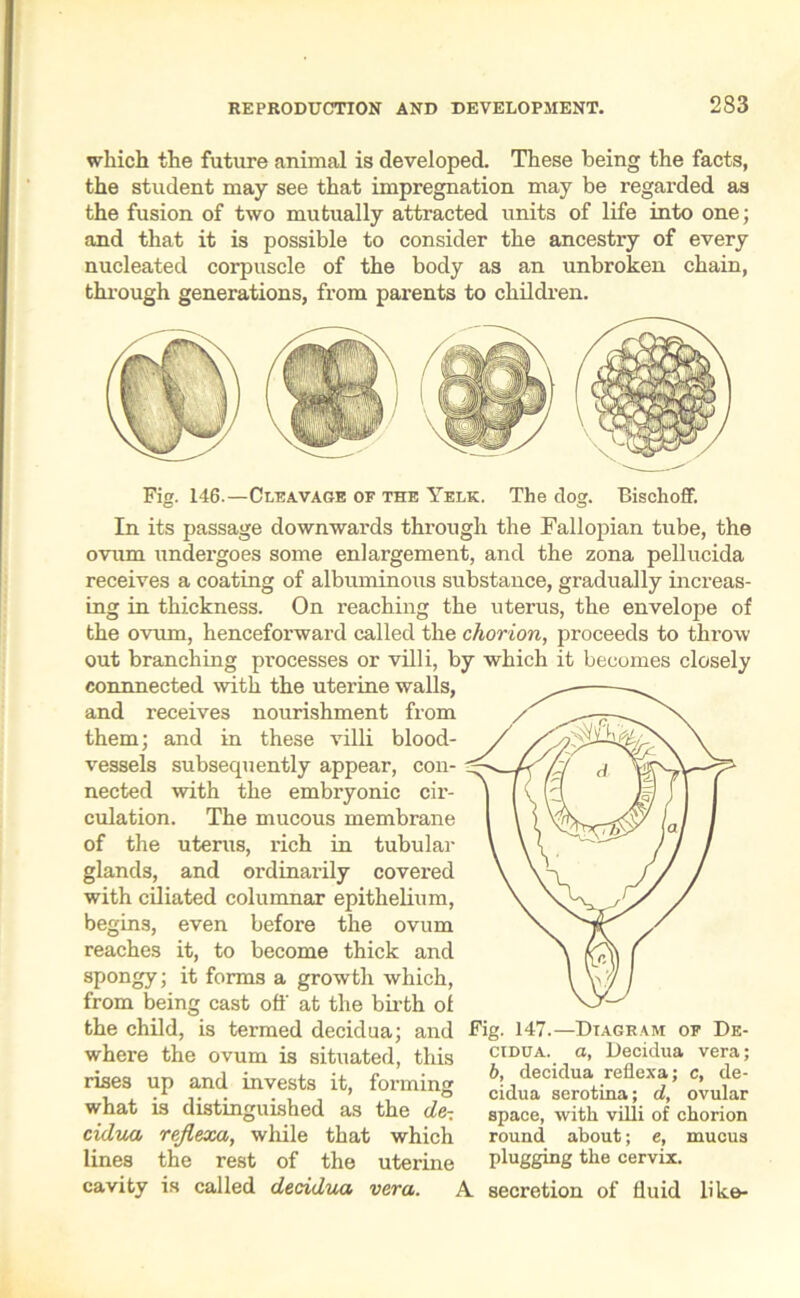 which the future animal is developed. These being the facts, the student may see that impregnation may be regarded as the fusion of two mutually attracted units of life into one; and that it is possible to consider the ancestry of every nucleated corpuscle of the body as an unbroken chain, through generations, from parents to children. Fig. 146.—Cleavage of the Yelk. The dog. Bischoff. In its passage downwards through the Fallopian tube, the ovum undergoes some enlargement, and the zona pellucida receives a coating of albuminous substance, gradually increas- ing in thickness. On reaching the uterus, the envelope of the ovum, henceforward called the chorion, proceeds to throw out branching processes or villi, by which it becomes closely connnected with the uterine walls, and receives nourishment from them; and in these villi blood- vessels subsequently appear, con- nected with the embryonic cir- culation. The mucous membrane of the uterus, rich in tubular glands, and ordinarily covered with ciliated columnar epithelium, begins, even before the ovum reaches it, to become thick and spongy; it forms a growth which, from being cast off at the birth ol the child, is termed decidua; and where the ovum is situated, this rises up and invests it, forming what is distinguished as the de- cidua rejiexa, while that which lines the rest of the uterine cavity is called decidua vera. Fig. 147.—Diagram of De- cidua. a, Decidua vera; b, decidua reflexa; c, de- cidua serotina; d, ovular space, with villi of chorion round about; e, mucus plugging the cervix. i- secretion of fluid like-