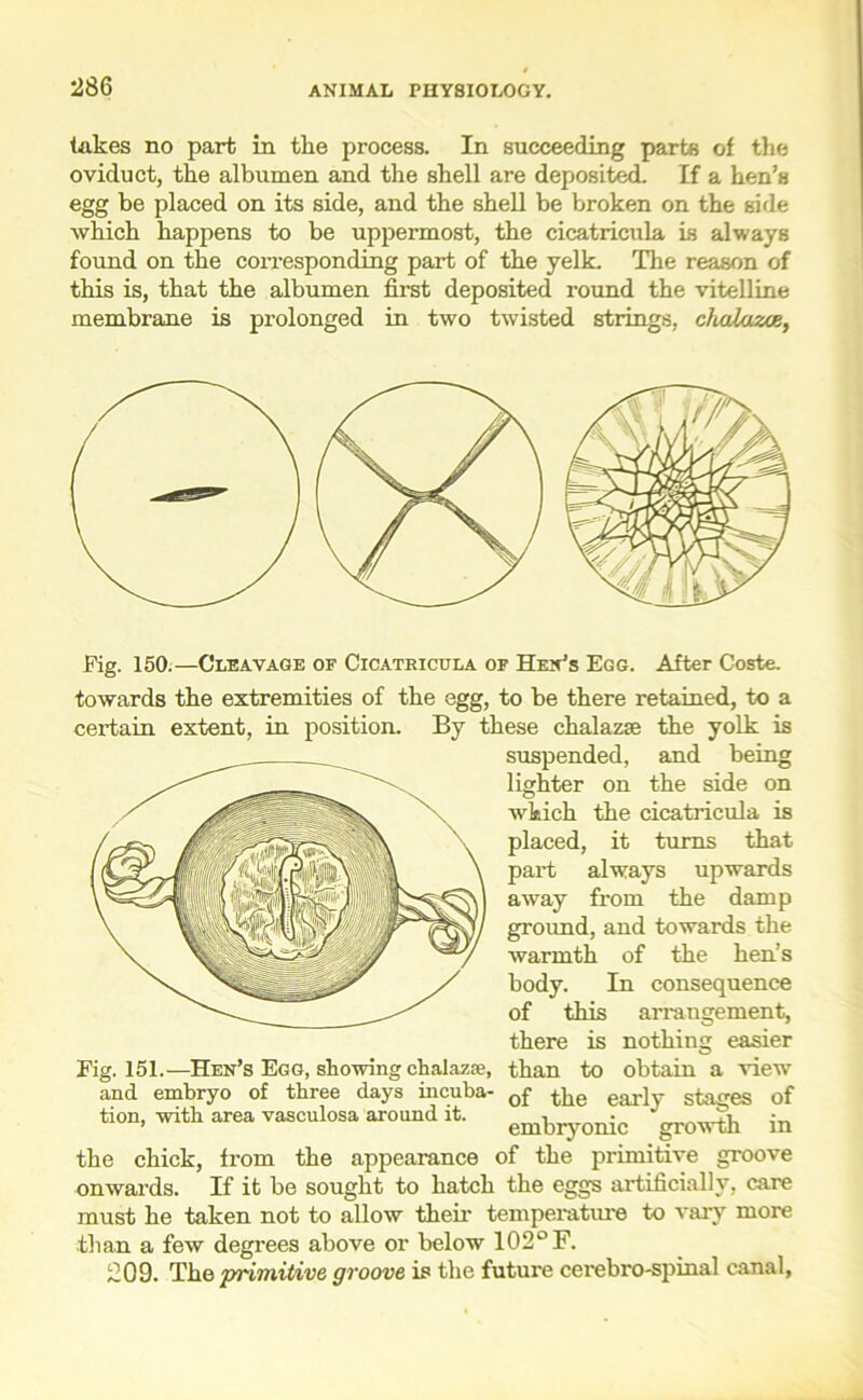 lakes no part in the process. In succeeding parts of the oviduct, the albumen and the shell are deposited. If a hen’s egg be placed on its side, and the shell be broken on the side which happens to be uppermost, the cicatricula is always found on the corresponding part of the yelk. The reason of this is, that the albumen first deposited round the vitelline membrane is prolonged in two twisted strings, chcdazoe, Fig. 150.—Cleavage of Cicatricula of Hen’s Egg. After Coste. lighter wkich towards the extremities of the egg, to be there retained, to a certain extent, in position. By these chalazse the yolk is suspended, and being on the side on the cicatricula is placed, it turns that part always upwards away from the damp ground, and towards the warmth of the hen’s body. In consequence of this arrangement, there is nothing easier than to obtain a view of the early stages of embryonic growth in he chick, from the appearance of the primitive groove >nwards. If it be sought to hatch the eggs artificially, care nust he taken not to allow their temperature to vary more Fig. 151.—Hen’s Egg, showing chalaza, and embryo of three days incuba- tion, with area vasculosa around it. ■than a few degrees above or below 102° F. 209. The 'primitive, groove is the future cerebro-spinal canal,