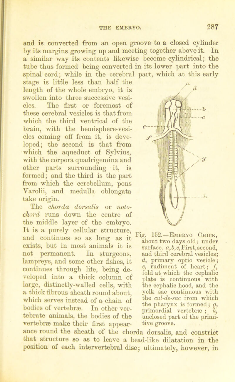 and is converted from an open groove to a closed cylinder by its margins growing up and meeting together above it. In a similar way its contents likewise become cylindrical; the tube thus formed being converted in its lower part into the spinal cord; while in the cerebral part, which at this early stage is little less than half the a length of the whole embryo, it is . A swollen into three successive vesi- cles. The first or foremost of these cerebral vesicles is that from which the third ventrical of the brain, with the hemisphere-vesi- cles coming off from it, is deve- loped; the second is that from which the aqueduct of Sylvius, with the corpora quadrigemina and other parts surrounding it, is formed; and the third is the part from which the cerebellum, pons Varolii, and medulla oblongata take origin. The chorda dorsalis or noto- chord runs down the centre of the middle layer of the embryo. It is a purely cellular structure, and continues so as long as it exists, but in most animals it is not permanent. In sturgeons, lampreys, and some other fishes, it continues through life, being de- veloped into a thick column of large, distinctly-walled cells, with a thick fibrous sheath round about, which sei-ves instead of a chain of bodies of vertebrae. In other ver- tebrate animals, the bodies of the vertebrae make their first appear- ance round the sheath of the chorda dorsalis, and constrict that structure so as to leave a bead-like dilatation in the position of each intervertebral disc; ultimately, however, in Fig. 152.—Embryo Chick, about two clays old; under surface, a, b, c, First, second, and third cerebral vesicles; d, primary optic vesicle; e, rudiment of heart; /, fold at which the cephalic plate is continuous with the cephalic hood, and the yelk sac continuous with the cul-de-sac from which the pharynx is formed; (f, primordial vertebrae ; h, unclosed part of the primi- tive groove.
