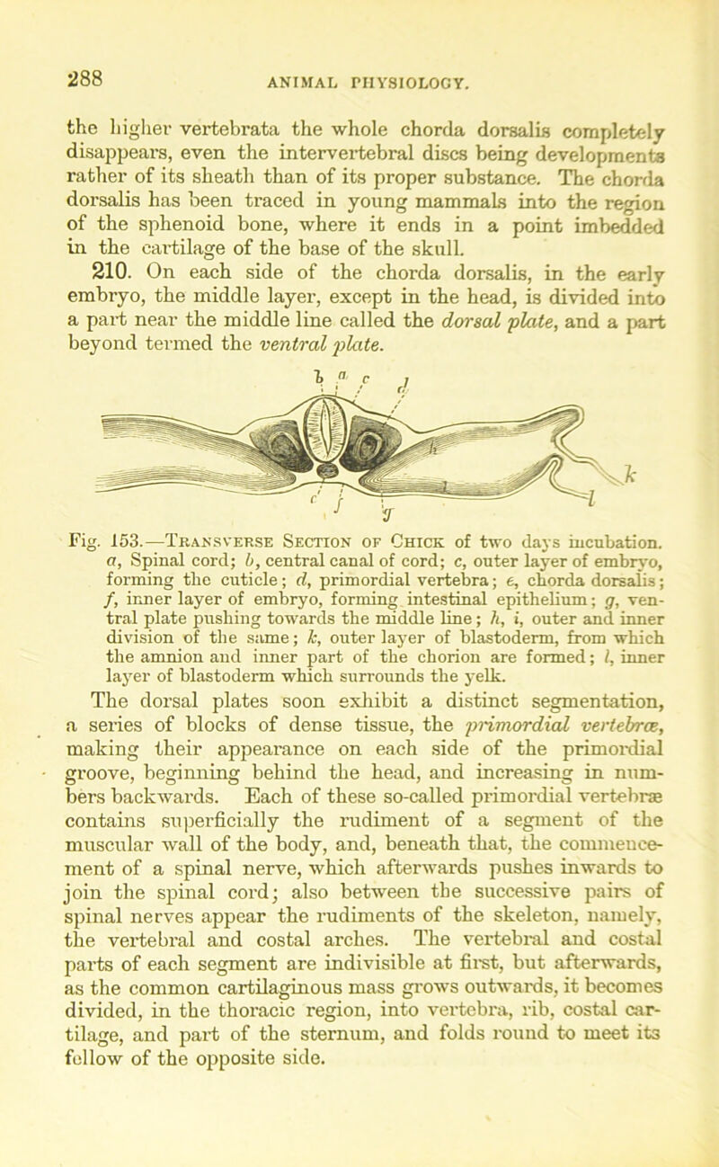 the higher vertebrata the whole chorda dorsalis completely disappears, even the intervertebral discs being developments rather of its sheath than of its proper substance. The chorda dorsalis has been traced in young mammals into the region of the sphenoid bone, where it ends in a point imbedded in the cai-tilage of the base of the skull. 210. On each side of the chorda dorsalis, in the early embryo, the middle layer, except in the head, is divided into a part near the middle line called the dorsal plate, and a part beyond termed the ventral plate. Fig. 153.—Transverse Section or Chick of two days incubation. a. Spinal cord; b, central canal of cord; c, outer layer of embryo, forming the cuticle; d, primordial vertebra; e, chorda dorsalis; /, inner layer of embryo, forming intestinal epithelium; g, ven- tral plate pushing towards the middle line ; h, i, outer and inner division of the same; k, outer layer of blastoderm, from which the amnion and inner part of the chorion are formed; l, inner layer of blastoderm which surrounds the yelk. The dorsal plates soon exhibit a distinct segmentation, a series of blocks of dense tissue, the primordial vertebrae, making their appearance on each side of the primordial groove, beginning behind the head, and increasing in num- bers backwards. Each of these so-called primordial vertebra contains superficially the rudiment of a segment of the muscular wall of the body, and, beneath that, the commence- ment of a spinal nerve, which afterwards pushes inwards to join the spinal cord; also between the successive pairs of spinal nerves appear the rudiments of the skeleton, namely, the vertebral and costal arches. The vertebral and costal parts of each segment are indivisible at first, but afterwards, as the common cartilaginous mass grows outwards, it becomes divided, in the thoracic region, into vertebra, rib, costal car- tilage, and part of the sternum, and folds round to meet it3 fellow of the opposite side.