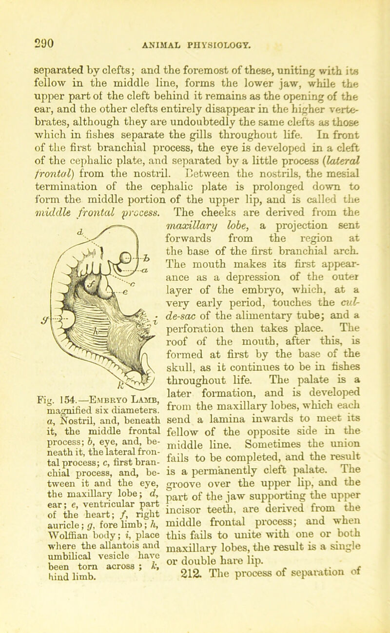 separated by clefts; and the foremost of these, uniting with its fellow in the middle line, forms the lower jaw, while the upper part of the cleft behind it remains as the opening of the ear, and the other clefts entirely disappear in the higher verte- brates, although they are undoubtedly the same clefts as those which in fishes separate the gills throughout life. In front of the first branchial process, the eye is developed in a cleft of the cephalic plate, and separated by a little process (lateral frontal) from the nostril. Between the nostrils, the mesial termination of the cephalic plate is prolonged down to form the middle portion of the upper lip, and is called the The cheeks are derived from the maxillary lobe, a projection sent forwards from the region at the base of the first branchial arch. The mouth makes its first appear- ance as a depression of the outer layer of the embryo, which, at a very early period, touches the cul- de-sac of the alimentary tube; and a perforation then takes place. The roof of the mouth, after this, is formed at first by the base of the skull, as it continues to be in fishes throughout life. The palate is a later formation, and is developed from the maxillary lobes, which each send a lamina inwards to meet its fellow of the opposite side in the middle line. Sometimes the union fails to be completed, and the result is a permanently cleft palate. The groove over the upper lip, and the part of the jaw supporting the upper incisor teeth, are derived from the middle frontal process; and when this fails to unite with one or both maxillary lobes, the result is a single or double hare lip. 212. The process of separation of middle frontal process. Fig. 154.—Embryo Lamb, magnified six diameters. a, Nostril, and, beneath it, the middle frontal process; b, eye, and, be- neath it, the lateral fron- tal process; c, first bran- chial process, and, be- tween it and the eye, the maxillary lobe; d, ear; e, ventricular part of the heart; /, right auricle; g, fore limb; h, Wolffian body; i, place where the allantois and umbilical vesicle have been tom across ; k, hind limb.