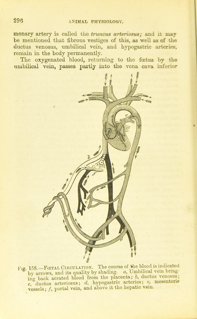 monary artery is called, the truncus arteriosus; and it may be mentioned that fibrous vestiges of this, as well as of the ductus venosus, umbilical vein, and hypogastric arteries, remain in the body permanently. The oxygenated blood, returning to the foetus by the umbilical vein, passes partly into the vena cava inferior fig 158 —Fcetal Circulation. The course of the blood is indicated by arrows, and its quality by shading, a, Umbilical vein bring- ing bach aerated blood from the placenta; b, ductus venosus; c,ductus arteriosus; d, hypogastric arteries; e, mesenteric vessels; /, portal vein, and above it the hepatic vein.