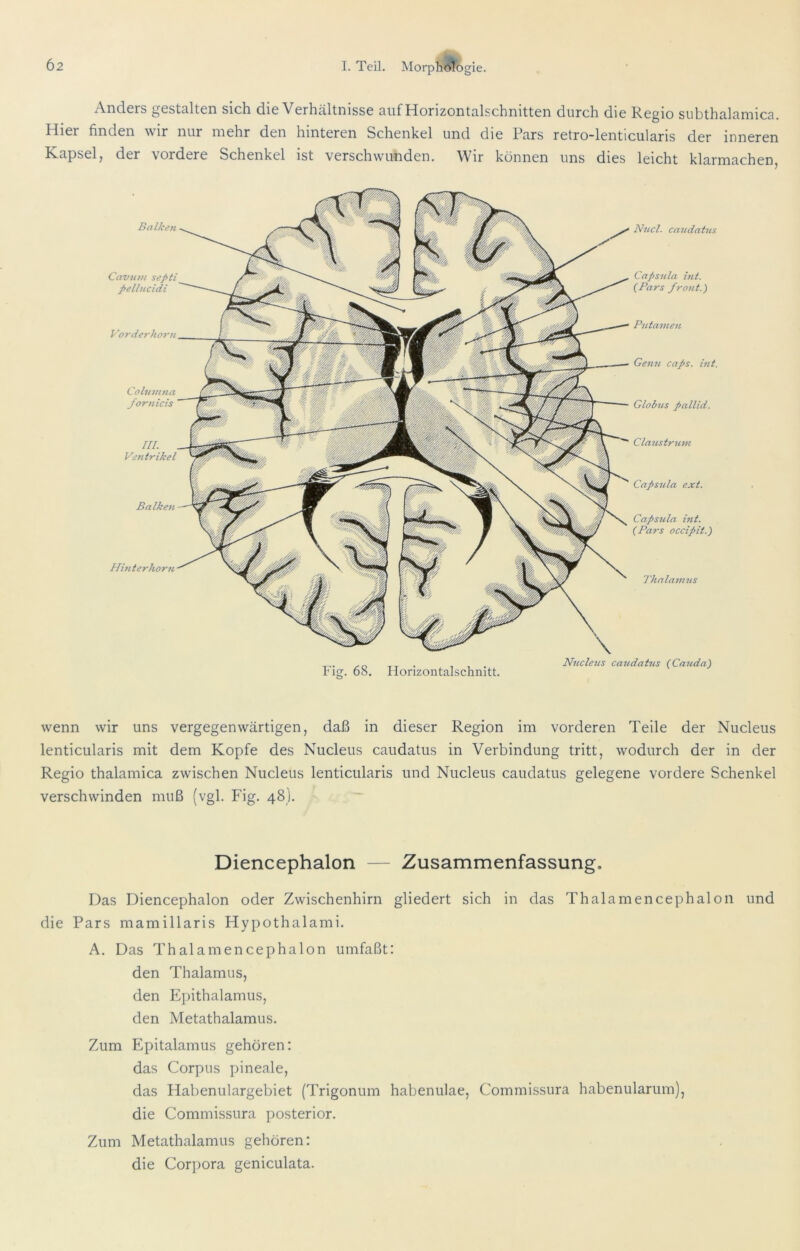 Anders gestalten sich die Verhciltnisse 3.iifHorizonto.lschnitten durch die Regio subthalümics. Hier finden wir nur mehr den hinteren Schenkel und die Po,rs retro~lenticuläris der inneren Kapsel, der vordere Schenkel ist verschwunden. Wir können uns dies leicht klarmachen, Bcilkefi Cavum seßti j>ellucidi Vorderhoru Columna /ornicis III. Ventrikel Balken Hbiterhorti Nncl. candatus Capsula hit. (Pars front.) Pntamen Genu caps. int. Gloöus pallid. Clanstrum Capsula ext. CapS7ila int. (Pars occipit.) 7'halai>ms Fig. 68. liorizontalschnitt. Nucleus candatus (Ca7tda) wenn wir uns vergegenwärtigen, daß in dieser Region im vorderen Teile der Nucleus lenticularis mit dem Kopfe des Nucleus candatus in Verbindung tritt, wodurch der in der Regio thalamica zwischen Nucleus lenticularis und Nucleus candatus gelegene vordere Schenkel verschwinden muß (vgl. Fig. 48). Diencephalon — Zusammenfassung. Das Diencephalon oder Zwischenhirn gliedert sich in das Thalamencephalon und die Pars mamillaris Hypothalami. A. Das Thalamencephalon umfaßt: den Thalamus, den Epithalamus, den Metathalamus. Zum Epitalamus gehören: das Corpus pineale, das Habenulargebiet (Trigonum habenulae, Commissura habenularum), die Commissura posterior. Zum Metathalamus gehören: die Corpora geniculata.