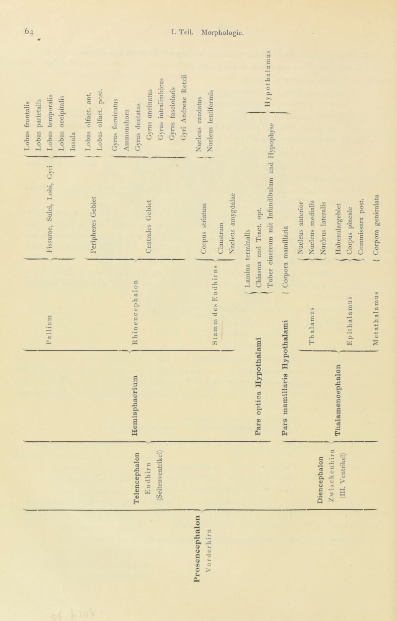 Lobus frontalis Lobus parietalis l’allium ^ Fissurae, Sulci, Lobi, (]yri Lobus temporalis Lobus occipitalis Insula I. Teil Morphologie 64 =3 o J/3 O i/: O CL o (/) 13 X) O (/} c5 — C O t/> Vh O ifi 3 r/) :3 (U o IS ^ .s ü c c2 Ul V5 3 U o o u d o t/) r/J p o N o Pi V d 1) Ul H3 S < *u »■ h 1/5 c3 ^ u. •S <£ 'S - ^ CS C3 O C/5 C3 fU c/5 C3 O 13 rt d o c/5 >> ra Xi o O c/5 V u CJ cs o Ci X OJ o o 0 cd r-» p—t pH 0} 0) w X o c/5 o U d *u •4~> c/5 U O U c/5 d V d 13 b/D s c/5 d CJ > I o u •ji V X5 d 4—« OJ Ci CS o •u> p Ti cs c Ul .2 S 'S c/5 13 Ul .2 15 a 13 •43 c/5 c d 0 H-l <u> <u 0 4^ cd <15 bJO <y .S cd Ul •J-i ü cd u • g d ’u cd cd c/5 C/5 13 » 1 C/5 S 3 'S4 c/5 d c/5 c/5 h s 0 <U <U a dl C3 13 13 13 g <y d =5 cd 0 0 c Ul o; cd CS HH HH u U cd c/5 cd <D d X p U H a (ä cJ X! O Pi w o3 ü •pH Ch o an !-l cj CU cS O o U a 03 ’S o Pi I>» W CO cd s ca g CQ Cd Ph -2 c< o tß Ci S-c O c. :-i O U C/5 c/5 d •-> CS C/5 g cd C3 cd F'*4 cd cd 33 Ci 4~> cd •4—1 cd P <v H w UH Ci Ö o r^H od Ä Pi 0) ü Ö 0) a ca ca Eh P o ca p, <ü o a V »*H u H 43 c W 1 < <L5 Ul —p> X ß <L> 0 43 cd 0 .c <y c > p 43 0 0> 0 >■ V 0 c/5 • ^ c UH V tn V HH UH s N o « p r« U 43 o> •- y CI C -p y >- Cfi o C >