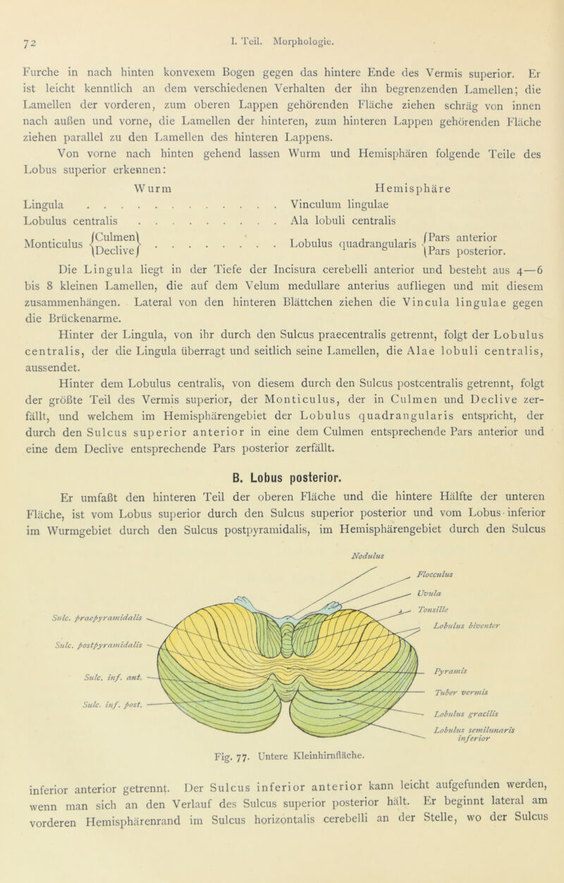 Furche in nach hinten konvexem Bogen gegen das hintere Ende des Vermis superior. Er ist leicht kenntlich an dem verschiedenen Verhalten der ihn begrenzenden Lamellen; die Lamellen der vorderen, zum oberen Lappen gehörenden Fläche ziehen schräg von innen nach außen und vorne, die Lamellen der hinteren, zum hinteren Lappen gehörenden Fläche ziehen parallel zu den Lamellen des hinteren Lappens. Von vorne nach hinten gehend lassen Wurm und Hemisphären folgende Teile des Lobus superior erkennen: Wurm Hemisphäre Lingula Vinculum lingulae Lobulus centralis Ala lobuli centralis T 1 1 j 1 • (Pars anterior Lobulus quadrangularis ° (Pars posterior. Tvr 1 (Culmenl JNlonticiiliis Die Lingula liegt in der Tiefe der Incisura cerebelli anterior und besteht aus 4—6 bis 8 kleinen Lamellen, die auf dem Velum medulläre anterius aufliegen und mit diesem Zusammenhängen. Lateral von den hinteren Blättchen ziehen die Vincula lingulae gegen die Brückenarme. Hinter der Lingula, von ihr durch den Sulcus praecentralis getrennt, folgt der Lobulus centralis, der die Lingula überragt und seitlich seine Lamellen, die Alae lobuli centralis, aussendet. Hinter dem Lobulus centralis, von diesem durch den Sulcus postcentralis getrennt, folgt der größte Teil des Vermis superior, der Monticulus, der in Culmen und Declive zer- fällt, und welchem im Hemisphärengebiet der Lobulus quadrangularis entspricht, der durch den Sulcus superior anterior in eine dem Culmen entsprechende Pars anterior und eine dem Declive entsprechende Pars posterior zerfällt. B. Lobus posterior. Er umfaßt den hinteren Teil der oberen Fläche und die hintere Hälfte der unteren Fläche, ist vom Lobus superior durch den Sulcus superior posterior und vom Lobus -inferior im Wurmgebiet durch den Sulcus postpyramidalis, im Hemisphärengebiet durch den Sulcus Snlc. praepyramidalis Sulc. postpyramidalis Snlc. inf. ant. Sulc. inj. post. Fig. 77. Untere Kleinhimfläche. inferior anterior getrennt. Der Sulcus inferior anterior kann leicht aufgefunden werden, wenn man sich an den Verlauf des Sulcus superior posterior hält. Er beginnt lateral am vorderen Hemisphärenrand im Sulcus horizontalis cerebelli an der Stelle, wo der Sulcus Pyramis Tuber vermis Lobulus gracilis Lobulus semilufiaris hiferior Nodulus Flocculus Uvula To?isille Lobulus biventer
