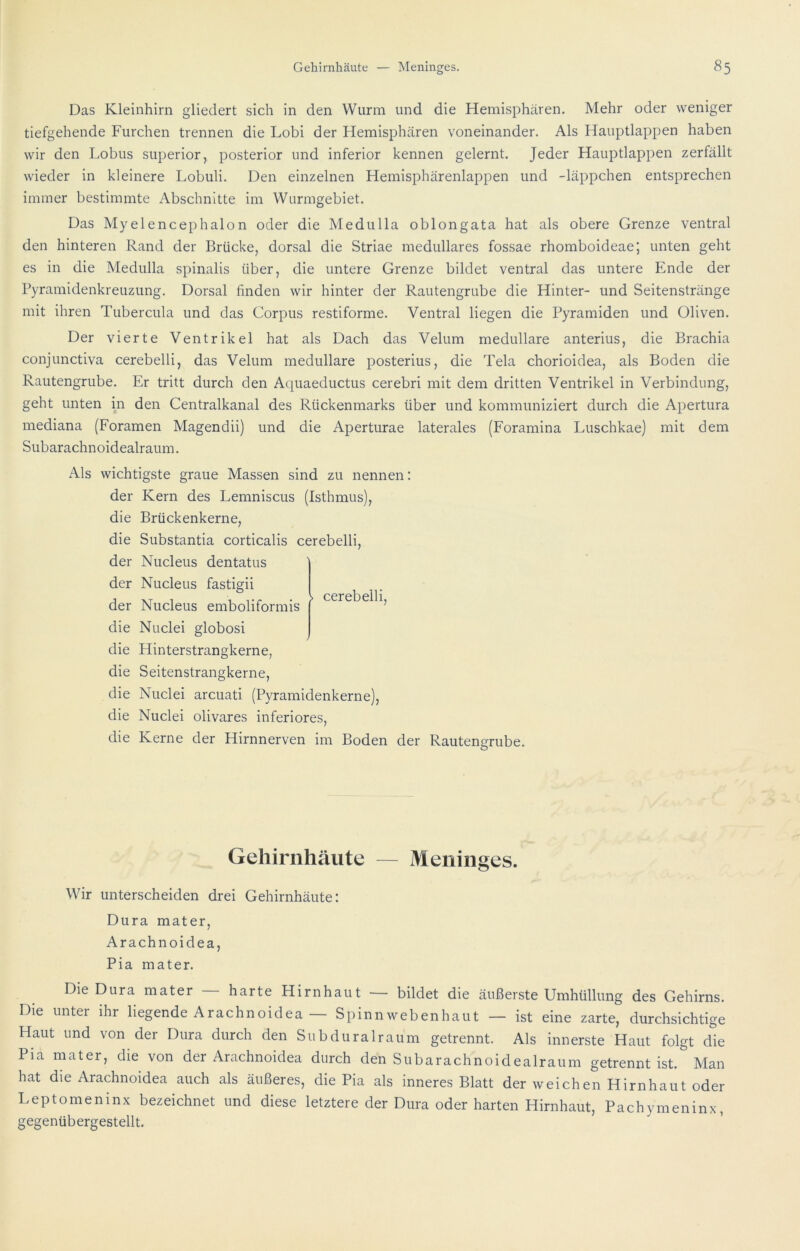 Das Kleinhirn gliedert sich in den Wurm und die Hemisphären. Mehr oder weniger tiefgehende Furchen trennen die Lobi der Hemisphären voneinander. Als Hauptlappen haben wir den Lobus superior, posterior und inferior kennen gelernt. Jeder Hauptlappen zerfällt wieder in kleinere Lobuli. Den einzelnen Hemisphärenlappen und -läppchen entsprechen immer bestimmte Abschnitte im Wurmgebiet. Das Myelencephalon oder die Medulla oblongata hat als obere Grenze ventral den hinteren Rand der Brücke, dorsal die Striae medulläres fossae rhomboideae; unten geht es in die Medulla spinalis über, die untere Grenze bildet ventral das untere Ende der Byramidenkreuzung. Dorsal finden wir hinter der Rautengrube die Hinter- und Seitenstränge mit ihren Tubercula und das Corpus restiforme. Ventral liegen die Pyramiden und Oliven. Der vierte Ventrikel hat als Dach das Velum medulläre anterius, die Brachia conjunctiva cerebelli, das Velum medulläre posterius, die Tela chorioidea, als Boden die Rautengrube. Er tritt durch den Aquaeductus cerebri mit dem dritten Ventrikel in Verbindung, geht unten in den Centralkanal des Rückenmarks über und kommuniziert durch die Apertura mediana (Foramen Magendii) und die Aperturae laterales (Foramina Luschkae) mit dem Subarachnoidealraum. Als wichtigste graue Massen sind zu nennen; der Kern des Lemniscus (Isthmus), die Brückenkerne, die Substantia corticalis cerebelli, der Nucleus dentatus der Nucleus fastigii der Nucleus emboliformis die Nuclei globosi die Hinterstrangkerne, die Seitenstrangkerne, die Nuclei arcuati (Pyramidenkerne), die Nuclei olivares inferiores, die Kerne der Hirnnerven im Boden der > cerebelli. Rautengrube. Gehirnhäute — Meninges. Wir unterscheiden drei Gehirnhäute: Dura mater, Arachnoidea, Pia mater. Die Dura mater harte Hirnhaut — bildet die äußerste Umhüllung des Gehirns. Die unter ihr liegende Arachnoidea — Spinnwebenhaut — ist eine zarte, durchsichtige Haut und von der Dura durch den Subduralraum getrennt. Als innerste Haut folgt die Pia mater, die von der Arachnoidea durch den Subarachnoidealraum getrennt ist. Man hat die Arachnoidea auch als äußeres, die Pia als inneres Blatt der weichen Hirnhaut oder Leptomeninx bezeichnet und diese letztere der Dura oder harten Hirnhaut, Pachymeninx, gegenübergestellt. ’