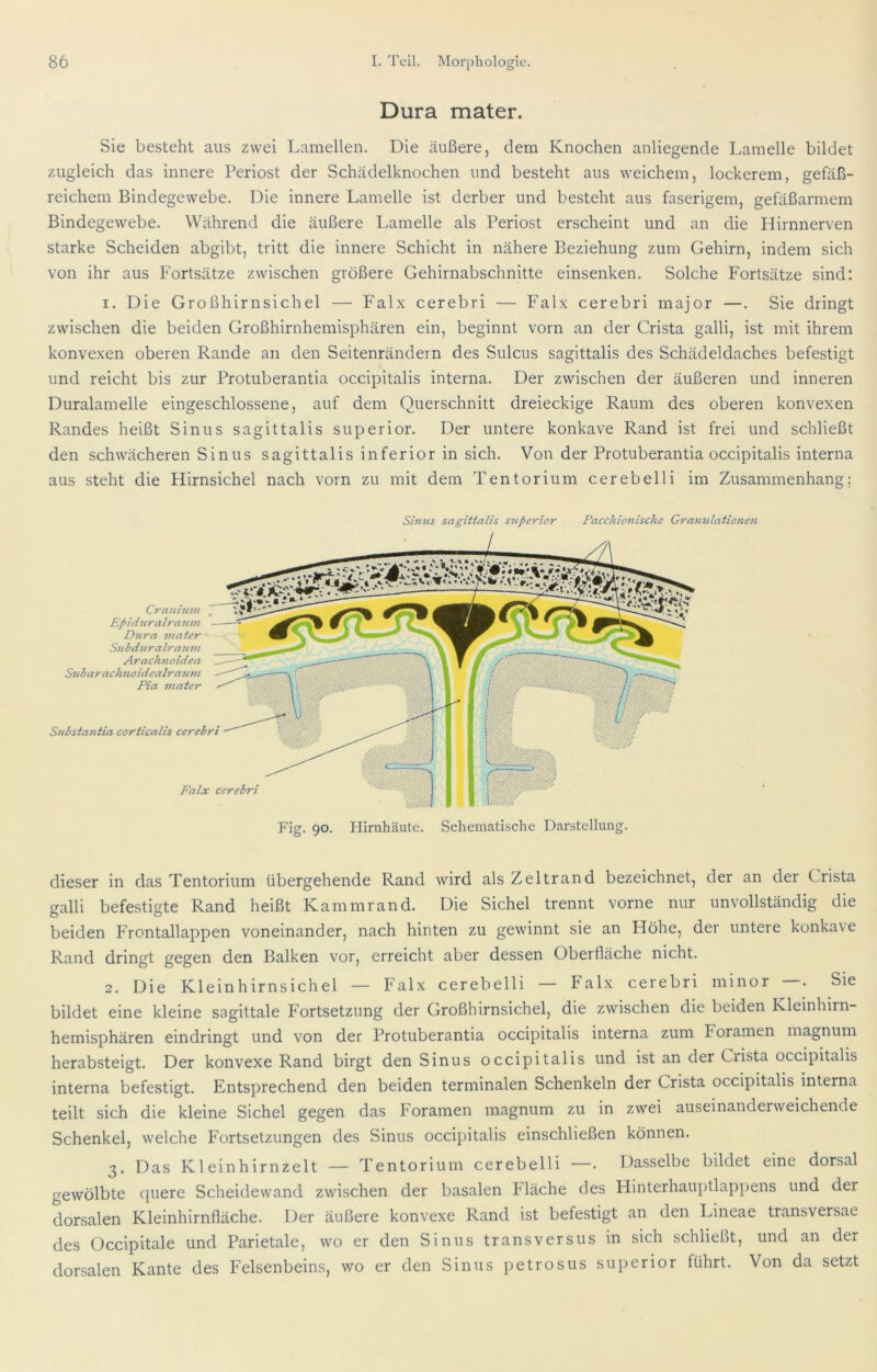 Dura mater. Sie besteht aus zwei Lamellen. Die äußere, dem Knochen anliegende Lamelle bildet zugleich das innere Periost der Schädelknochen und besteht aus weichem, lockerem, gefäß- reichem Bindegewebe. Die innere Lamelle ist derber und besteht aus faserigem, gefäßarmem Bindegewebe. Während die äußere Lamelle als Periost erscheint und an die Hirnnerven starke Scheiden abgibt, tritt die innere Schicht in nähere Beziehung zum Gehirn, indem sich von ihr aus Fortsätze zwischen größere Gehirnabschnitte einsenken. Solche Fortsätze sind: I. Die Großhirnsichel — Falx cerebri — Falx cerebri major —. Sie dringt zwischen die beiden Großhirnhemisphären ein, beginnt vorn an der Crista galli, ist mit ihrem konvexen oberen Rande an den Seitenrändern des Sulcus sagittalis des Schädeldaches befestigt und reicht bis zur Protuberantia occipitalis interna. Der zwischen der äußeren und inneren Duralamelie eingeschlossene, auf dem Querschnitt dreieckige Raum des oberen konvexen Randes heißt Sinus sagittalis superior. Der untere konkave Rand ist frei und schließt den schwächeren Sinus sagittalis inferior in sich. Von der Protuberantia occipitalis interna aus steht die Hirnsichel nach vorn zu mit dem Tentorium cerebelli im Zusammenhang; Sinns sagittalis s7iperior Pacchionische Granulatione?i Cranium Epidur alraiim Dura mater Snbdnralranm Arachnoidea Snbarachnoidealranm Pia mater Snbstantia corticalis cerebri Falx cerebri Fig. 90. Hirnhäute. Schematische Darstellung. dieser in das Tentorium übergehende Rand wird als Zeltrand bezeichnet, der an der Crista galli befestigte Rand heißt Kammrand. Die Sichel trennt vorne nur unvollständig die beiden Frontallappen voneinander, nach hinten zu gewinnt sie an Höhe, der untere konkave Rand dringt gegen den Balken vor, erreicht aber dessen Oberfläche nicht. 2. Die Kleinhirnsichel — Falx cerebelli — Falx cerebri minor —. Sie bildet eine kleine sagittale Fortsetzung der Großhirnsichel, die zwischen die beiden Kleinhirn- hernisphären eindringt und von der Protuberantia occipitalis interna zum Foramen magnum herabsteigt. Der konvexe Rand birgt den Sinus occipitalis und ist an der Crista occipitalis interna befestigt. Entsprechend den beiden terminalen Schenkeln der Crista occipitalis interna teilt sich die kleine Sichel gegen das Foramen magnum zu in zwei auseinanderweichende Schenkel, welche Fortsetzungen des Sinus occipitalis einschließen können. 3. Das Kleinhirnzelt — Tentorium cerebelli —. Dasselbe bildet eine dorsal gewölbte ([uere Scheidewand zwischen der basalen Fläche des Hinterhauptlappens und der dorsalen Kleinhirnfläche. Der äußere konvexe Rand ist befestigt an den Lineae transversae des Occipitale und Parietale, wo er den Sinus transversus in sich schließt, und an der dorsalen Kante des Felsenbeins, wo er den Sinus petrosus superior führt. Von da setzt