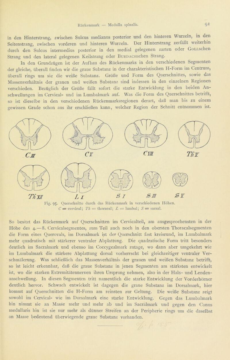 in den Hinterstrang, zwischen Sulcus medianus posterior und den hinteren Wurzeln, in den Seitenstrang, zwischen vorderen und hinteren Wurzeln. Der Hinterstrang zerfällt weiteihin durch den Sulcus intermedius posterior in den medial gelegenen zarten oder GoLLSchen Strang und den lateral gelegenen Keilstrang oder BuRDACHschen Strang. In den Grundzügen ist der Aufbau des Rückenmarks in den verschiedenen Segmenten der gleiche, überall finden wir die graue Substanz in der charakteristischen H-horm im Centrum, überall rings um sie die weiße Substanz. Größe und horm des Querschnittes, sowie das Massenverhältnis der grauen und weißen Substanz sind indessen in den einzelnen Regionen verschieden. Bezüglich der Größe fällt sofort die starke Entwicklung in den beiden An- schwellungen im Cervical- und im Lumbalmark auf. Was die Form des Querschnittes betrifft, so ist dieselbe in den verschiedenen Rückenmarksregionen derart, daß man bis zu einem gewissen Grade schon aus ihr erschließen kann, welcher Region der Schnitt entnommen ist. try St Querschnitte durch das Rückenmark in verschiedenen Höhen. C = cervical; T/i = thoracal; Z = lumbal; S = sacrol. So besitzt das Rückenmark auf Querschnitten im Cervicalteil, am ausgesprochensten in der Höhe des 4.—8. Cervicalsegmentes, zum Teil auch noch in den obersten Thoracalsegmenten die Form eines Querovals, im Dorsalmark ist der Querschnitt fast kreisrund, im Lumbalmark mehr quadratisch mit stärkerer ventraler Abplattung. Die quadratische Form tritt besonders deutlich im Sacralmark und ebenso im Coccygealmark zutage, wo dann aber umgekehrt wie im Lumbalmark die stärkere Abplattung dorsal vorherrscht bei gleichzeitiger ventraler Ver- schmälerung. Was schließlich das Massenverhältnis der grauen und weißen Substanz betrifft, so ist leicht erkennbar, daß die graue Substanz in jenen Segmenten am stärksten entwickelt ist, wo die starken Extremitätennerven ihren Ursprung nehmen, also in der Hals- und Lenden- anschwellung. In diesen Segmenten tritt namentlich die starke Entwicklung der Vorderhörner deutlich hervor. Schwach entwickelt ist dagegen die graue Substanz im Dorsalmark, hier kommt auf Querschnitten die H-Form am reinsten zur Geltung. Die weiße Substanz zeigt sowohl im Cervical- wie im Dorsalmark eine starke Entwicklung. Gegen das Lumbalmark hin nimmt sie an Masse mehr und mehr ab und im Sacralmark und gegen den Conus medullaris hin ist sie nur mehr als dünner Streifen an der Peripherie rings um die daselbst an Masse bedeutend überwiegende graue Substanz vorhanden.