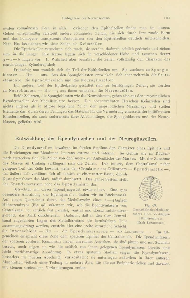 ovalen voluminösen Kern in sich. Zwischen den Epithelzellen findet man im inneren Gebiet unregelmäßig zerstreut andere voluminöse Zellen, die sich durch ihre runde Form und das homogene transparente Protoplasma von den Epithelzellen deutlich unterscheiden. Nach His bezeichnen wir diese Zellen als Keimzellen. Die Epithelzellen vermehren sich rasch, sie werden dadurch seitlich gedrückt und ziehen sich in die Länge. Ihre Kerne lagern sich in verschiedener Höhe und täuschen derart 3 — 4 — 6 Lagen vor. In Wahrheit aber bewahren die Zellen vollständig den Charakter des einschichtigen Zylinderepithels. Frühzeitig nun wandelt sich ein Teil der Epithelzellen um. Sie wachsen zu Spongio- blasten — His — aus. Aus den Spongioblasten entwickeln sich aber weiterhin die Stütz- elemente, die Ependymzellen und die Neurogliazellen. Ein anderer Teil der Epithelzellen gestaltet sich zu bimförmigen Zellen, sie werden zu Neuroblasten — His —; aus ihnen entstehen die Nervenzellen. Beide Zellarten, die Spongioblasten wie die Neuroblasten, gehen also aus den ursprünglichen Ektodermzellen der Medullarplatte hervor. Die obenerwähnten Hisschen Keimzellen sind nichts anderes als in Mitose begriffene Zellen der ursprünglichen Markanlage und stellen Elemente dar, durch deren Teilungen das Material für die Vermehrung einerseits der indifferenten Ektodermzellen, als auch andererseits ihrer Abkömmlinge, der Spongioblasten und der Neuro- blasten, geliefert wird. Entwicklung der Ependymzellen und der Neurogliazellen. Die Ependymzellen bewahren im fötalen Stadium den Charakter eines Epithels und die Beziehungen zur Membrana limitans externa und interna. Im Gehirn wie im Rücken- mark erstrecken sich die Zellen von der Innen- zur Außenfläche des Markes. Mit der Zunahme des Markes an Umfang verlängern sich die Zellen. Der innere, dem Centralkanal näher gelegene Teil der Zelle bewahrt mehr den Charakter eines Zellkörpers — Ependymzelle —, der äußere Teil verdünnt sich allmählich zu einer zarten Faser, die als Ependymfaser das Mark radiär durchsetzt. Das ganze System stellt das Ependymsystem oder das Ependymium dar. Betrachten wir dieses Ependymgerüst etwas näher. Eine ganz besondere Anordnung der Ependymzellen finden wir im Rückenmark. Auf einem Querschnitt durch das Medullarrohr eines 3—4 tägigen Hühnerembryos (Fig. 98) erkennen wir, wie die Ependymfasern vom Centralkanal her seitlich fast parallel, ventral und dorsal radiär diver- gierend, das Mark durchziehen. Dadurch, daß in den dem Central- kanal zugekehrten Lagen des Medullarrohres die kernhaltigen Teile zusammengedrängt werden, entsteht hier eine breite kernreiche Schicht, die Innenschicht — His —, die Ependymkernzone — von Lenhossek —. Im all- gemeinen entspricht diese Zone dem späteren Epithel des Centralkanals. Die Ependymfasern der späteren vorderen Kommissur haben ein rauhes Aussehen, sie sind plump und mit Stacheln besetzt, auch zeigen sie wie die seitlich von ihnen gelegenen Ependymfasern bereits eine leicht meridianartige Anordnung. In etwas späteren Stadien zeigen die Ependymfasern, besonders im inneren Abschnitt, Varikositäten; sie unterliegen außerdem in ihren äußeren .A.bschnitten vielfach einer Teilung in mehrere Äste, die alle zur Peripherie ziehen und daselbst mit kleinen dreieckigen Verbreiterungen enden. Querschnitt des Medullar- rohres eines viertäo;icren O O Hühnerembryos. (Nach Lenhossek.)