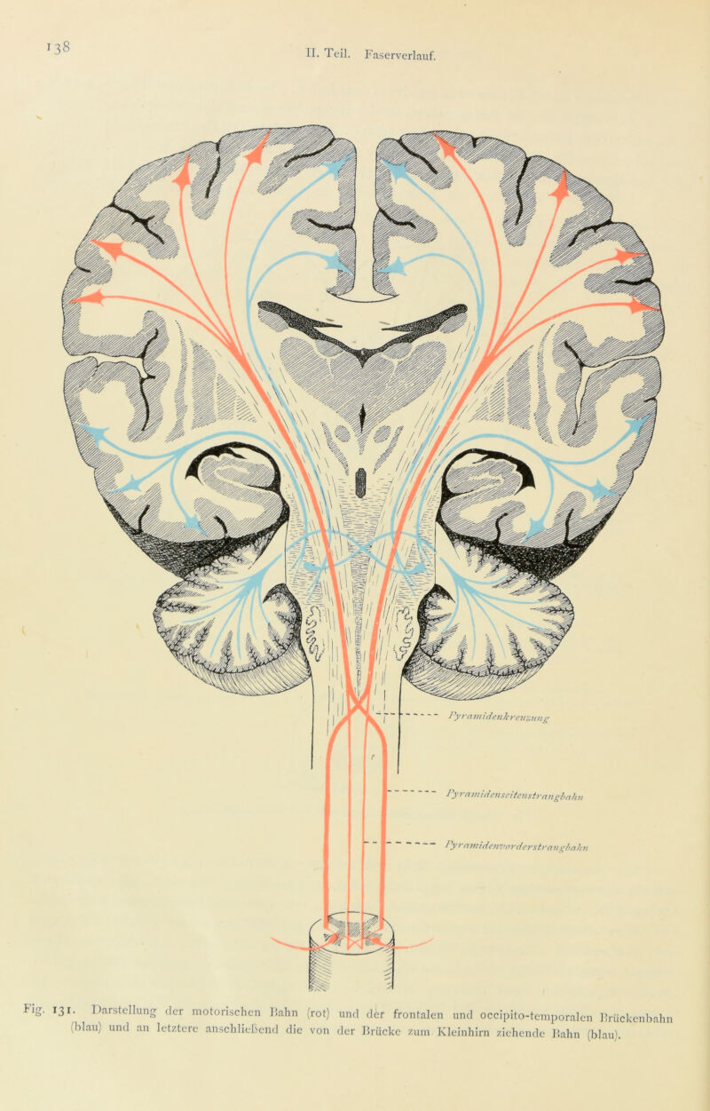 38 Py7-(Uiti(ienk7-evz7ntg }y7-a77/i(ie7iseite77strn7igl,nh7t ~ ^ y>'^77n(ieii'iifl7'dc7'st7'a7i ghali7i 131. Darstellung der motorischen I!ahn (rot) und der frontalen und occipito-temporalen Ilrückenbahn (blau) und an letztere anschließend die von der Brücke zum Kleinhirn ziehende Bahn (blau).