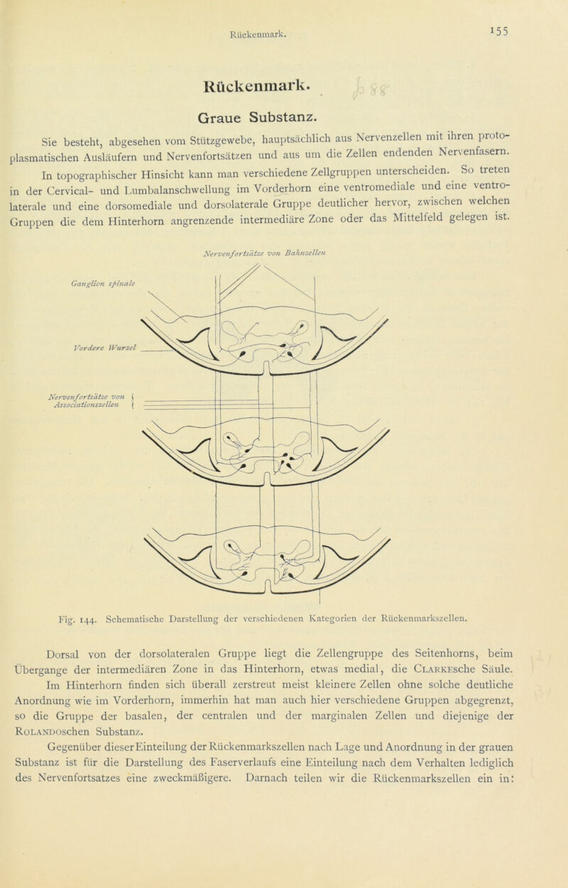 Rückenmark. « Graue Substanz. Sie besteht, abgesehen vom Stützgewebe, hauptsächlich aus Nervenzellen mit ihren proto- plasmatischen Ausläufern und Nervenfortsätzen und aus um die Zellen endenden Nervenfasern. In topographischer Hinsicht kann man verschiedene Zellgruppen unterscheiden. ^ So treten in der Cervical- und Lumbalanschwellung im Vorderhorn eine ventromediale und eine ventro- laterale und eine dorsomediale und dorsolaterale Gruppe deutlicher hervor, zwischen welchen Gruppen die dem Hinterhorn angrenzende intermediäre Zone oder das Mittelfeld gelegen ist. Nervenfortsdtze von Bahnzellen Fig. 144. Schematische Darstellung der verschiedenen Kategorien der Rückenmarkszellen. Dorsal von der dorsolateralen Gruppe liegt die Zellengruppe des Seitenhorns, beim Übergange der intermediären Zone in das Hinterhorn, etwas medial, die CLARKESche Säule. Im Hinterhorn finden sich überall zerstreut meist kleinere Zellen ohne solche deutliche Anordnung wie im Vorderhorn, immerhin hat man auch hier verschiedene Gruppen abgegrenzt, so die Gruppe der basalen, der centralen und der marginalen Zellen und diejenige der RoLANDOschen Substanz. Gegenüber dieser Einteilung der Rückenmarkszellen nach Lage und Anordnung in der grauen Substanz ist für die Darstellung des Faserverlaufs eine Einteilung nach dem Verhalten lediglich des Nervenfortsatzes eine zweckmäßigere. Darnach teilen wir die Rückenmarkszellen ein in!