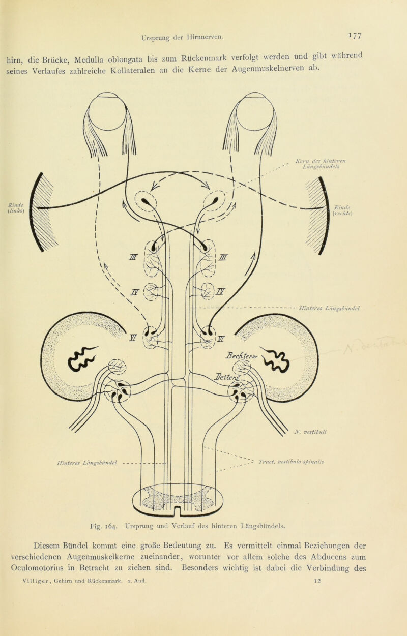 hirn, die Brücke, Medulla oblongata bis /.um Rückenmark verfolgt werden und gibt wahrend seines Verlaufes zahlreiche Kollateralen an die Kerne der Augenmuskelnerven ab. Rinde {links) Kern des hinteren Liingsbiindcls Ritide {rechts) Hinteres Ldjigshiindel Hinteres Liingsbündel - N. vestibnli Tr net. vcstibnlo-sf>innlis Flg. 164. Ursprung und Verlauf des hinteren Längsbündels. Diesem Bündel kommt eine große Bedeutung zu. Es vermittelt einmal Beziehungen der verschiedenen Augenmuskelkerne zueinander, worunter vor allem solche des Abducens zum Oculomotorius in Betracht zu ziehen sind. Besonders wichtig ist dabei die Verbindung des Villiger, Gehirn und Rückenmark. 2. Autl. 12