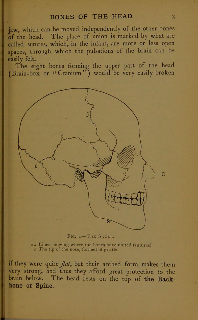 jaw, which can be moved independently of the other bones of the head. The place of union is marked by what are called sutures, which, in the infant, are more or less open spaces, through which the pulsations of the brain can be easily felt. The eight bones forming the upper part of the head (Brain-box or “Cranium”) would be very easily broken j s Lines showing where the bones have united (sutures). c The tip of the nose, formed of grille. if they were qui:e jlat, but their arched form makes them very strong, and thus they afford great protection to the brain below. The head rests on the top of the Back- bone or Spine.