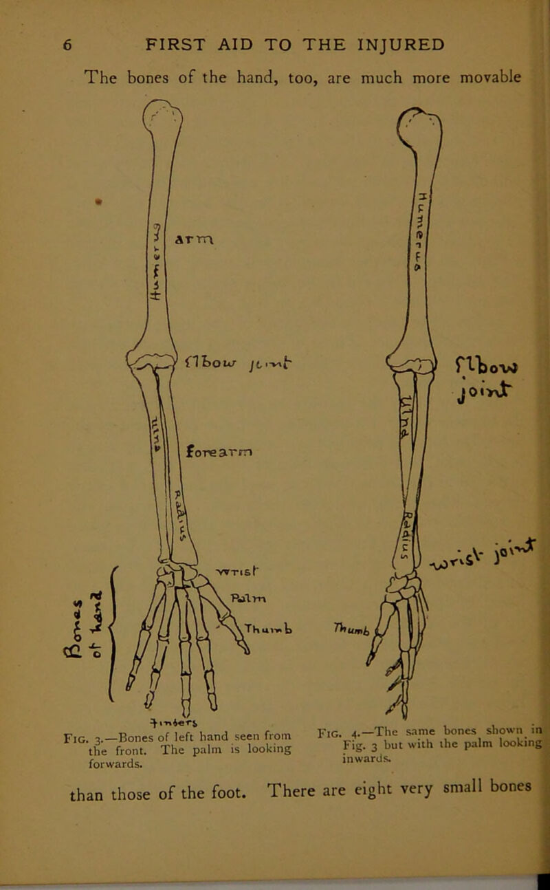 The bones of the hand, too, are much more movable forwards. Fig. 4.—The same bones shown in Fig. 3 but with the palm looking inwards. than those of the foot. There are eight very small bones