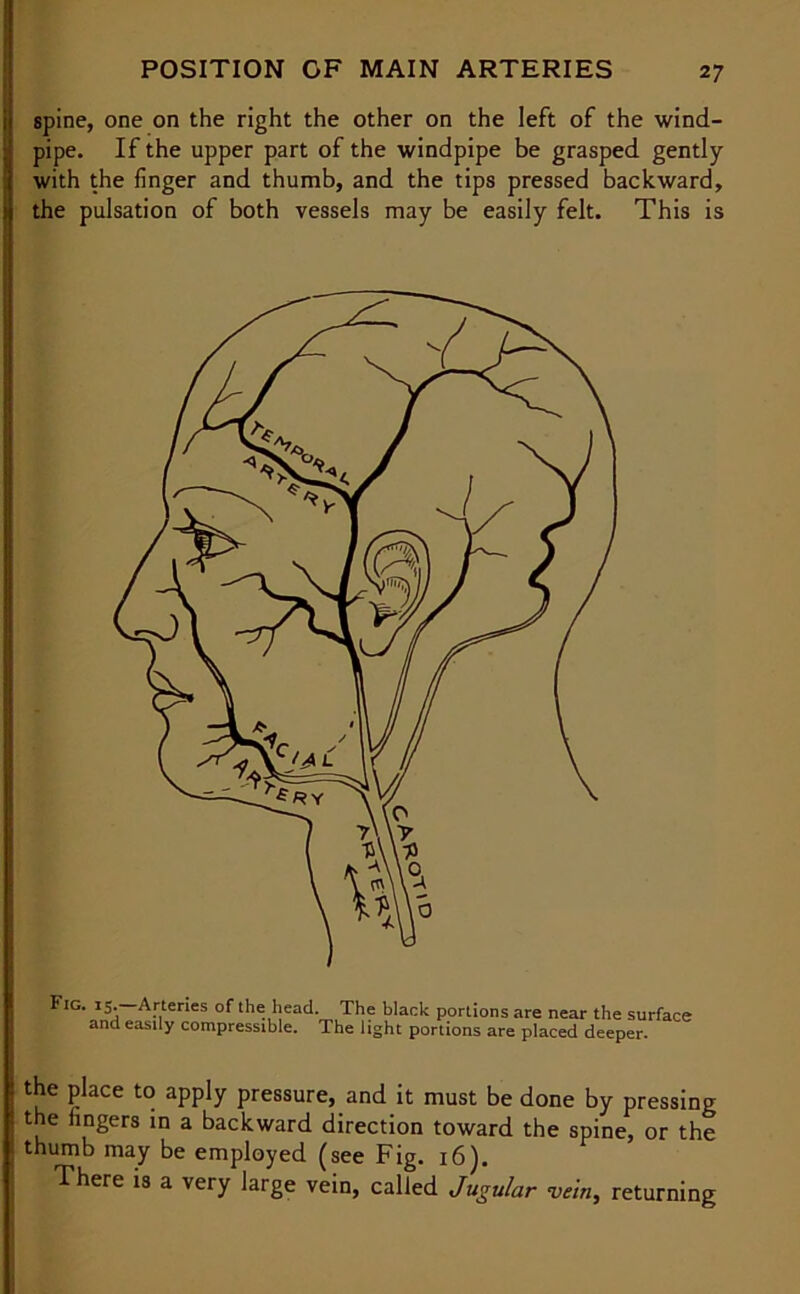 spine, one on the right the other on the left of the wind- pipe. If the upper part of the windpipe be grasped gently with the linger and thumb, and the tips pressed backward, the pulsation of both vessels may be easily felt. This is Fig. 15. Arteries of the head. The black portions are near the surface and easily compressible. The light portions are placed deeper. the place to apply pressure, and it must be done by pressing the lingers in a backward direction toward the spine, or the thumb may be employed (see Fig. 16). There is a very large vein, called Jugular vein, returning