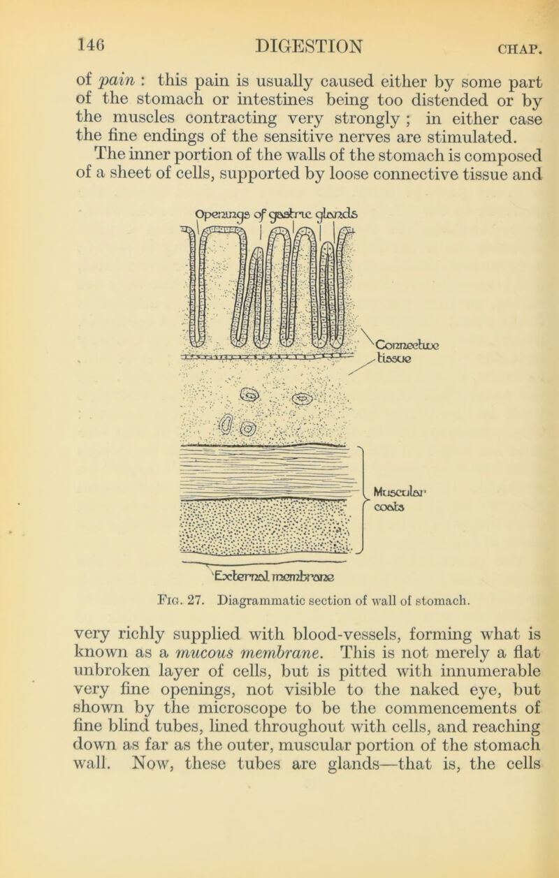 of pain : this pain is usually caused either by some part of the stomach or mtestines being too distended or by the muscles contracting very strongly ; in either case the fine endings of the sensitive nerves are stimulated. The inner portion of the walls of the stomach is composed of a sheet of cells, supported by loose connective tissue and 'ExIgt72o1 vnbsmbram Fig. 27. Diagrammatic section of wall of stomach. very richly supplied with blood-vessels, formmg what is known as a mucous membrane. This is not merely a fiat unbroken layer of cells, but is pitted with innumerable very fine openings, not visible to the naked eye, but shown by the microscope to be the commencements of fine blind tubes, lined throughout with cells, and reaching down as far as the outer, muscular portion of the stomach wall. Now, these tubes are glands—that is, the cells