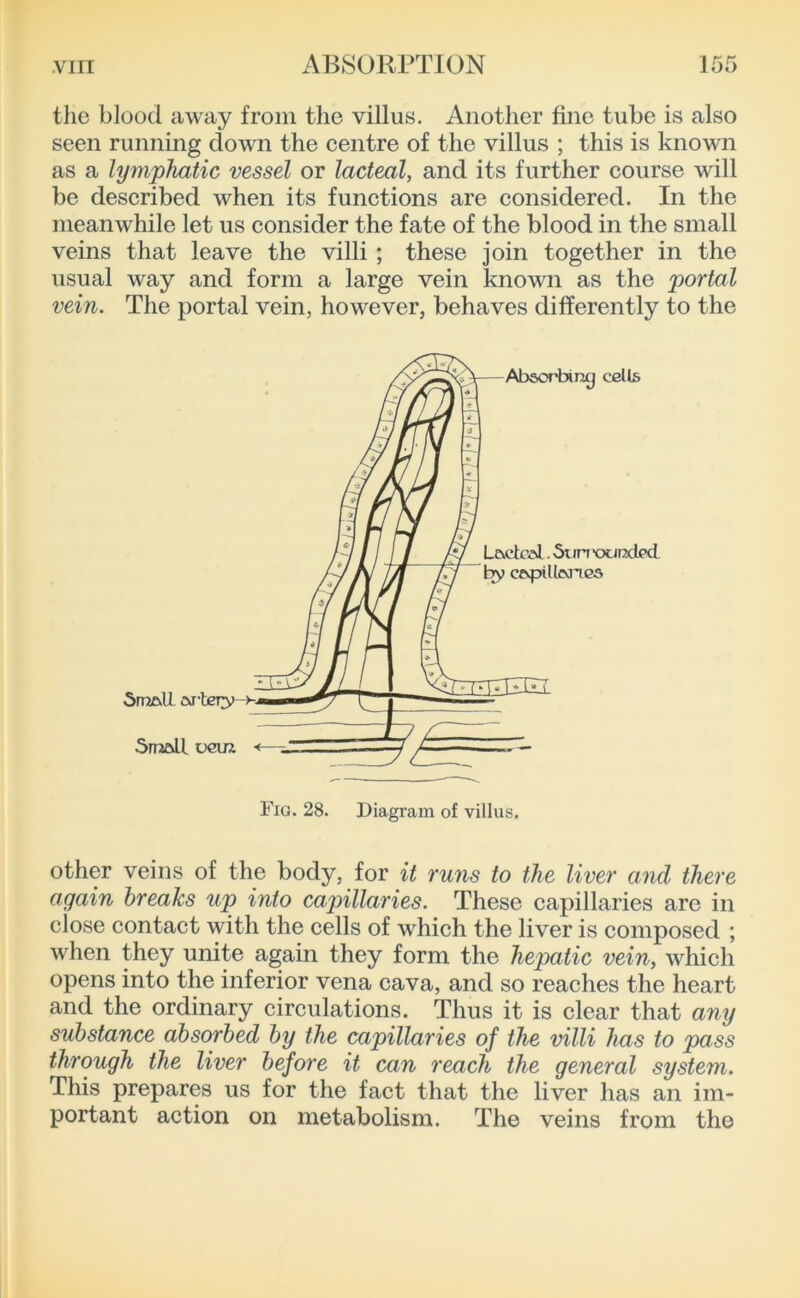 the blood away from the villus. Another fine tube is also seen running down the centre of the villus ; this is known as a lymphatic vessel or lacteal, and its further course will be described when its functions are considered. In the meanwhile let us consider the fate of the blood in the small veins that leave the villi ; these join together in the usual way and form a large vein known as the portal vein. The portal vein, however, behaves differently to the other veins of the body, for it runs to the liver and there again breaks up into capillaries. These capillaries are in close contact with the cells of which the liver is composed ; when they unite again they form the hepatic vein, which opens into the inferior vena cava, and so reaches the heart and the ordinary circulations. Thus it is clear that any substance absorbed by the capillaries of the villi has to pass through the liver before it can reach the general system. This prepares us for the fact that the liver has an im- portant action on metabolism. The veins from the