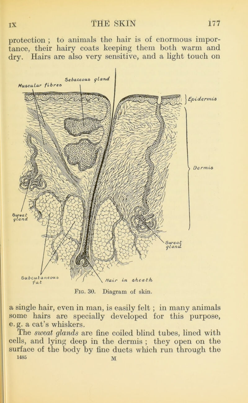 protection ; to animals the hair is of enormous impor- tance, their hairy coats keeping them both warm and dry. Hairs are also very sensitive, and a light touch on Seia.ceou.6 gLarui Mu&cuLar fibres i Fig. 30. Diagram of skin. a single hair, even in man, is easily felt; in many animals some hairs are specially developed for this purpose, e.g. a cat’s whiskers. The sweat glands are fine coiled blind tubes, lined with cells, and lying deep in the dermis ; they open on the surface of the body by fine ducts which run through the 1485 ]VI