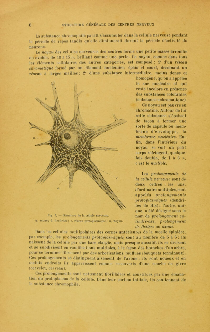 La substance chromophile parait s’accumuler dans la cellule nerveuse pendant la période de repos tandis qu’elle diminuerait durant la période d’activité du neurone. Le noyau des cellules nerveuses des centres forme une petite masse arrondie ou ovoïde, de 10 à 15 brillant comme une perle. Ce noyau, comme dans tous les éléments cellulaires des autres catégories, est composé : 1° d’un réseau chromatique formé par un filament nucléinien épais et court, dessinant un réseau larges mailles; 2“ d’une substance intermédiaire, moins dense et homogène, qu’on a appelée le suc nucléaire et qui reste incolore en présence des substances colorantes (substance achromatique). Ce noyau est pauvre en chromatine. Autour de lui cette substance s’épaissit de façon à former une sorte de capsule ou mem- brane d’enveloppe, la membrane nucléaire. En- fin, dans l’intérieur du noyau se voit un petit corps réfringent, quelque- fois double, de 1 à G [a, c’est le nucléole. Les prolongements de la cellule nerveuse sont de deux ordres : les uns, d’ordinaire multiples,sont appelés prolongements protoplasmiques (dendri- tes de His); l’autre, uni- que, a été désigné sous le nom de prolongement cy- lindre-axe, prolongement de Deiters ou axone. Dans les cellules multipolaires des cornes antérieures de la moelle épinière, par exemple, les prolongements prbtoplasmiques sont au nombre de 5 à 6; ils naissent de la cellule par une base élargie, mais presque aussitôt ils se divisent et se subdivisent en ramifications multiples, à la façon des branches d’un arbre, pour se terminer librement par des arborisations touffues (bouquets terminaux). Ces prolongements se distinguent aisément de l’axone; ils sont noueux et en maints endroits ils apparaissent comme recouverts d’une couche de givre (cervelet, cerveau). Ces prolongements sont nettement fibrillaires et constitués par une émana- tion du protoplasma de la cellule. Dans leur portion initiale, ils contiennent de la substance chromophile. Fig. 3, — Structure de la cellule nerveuse. a, axone; b, dendrites; c, réseau protoplasmique; n, noyau.