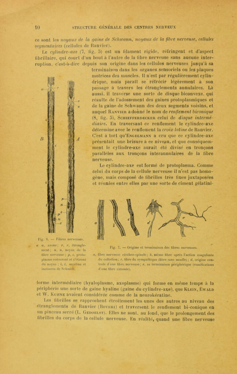 ce sont les noyaux de la gaine de Schwann, noyaux de la fibre nerveuse, cellules segmentaires (cellules (le Ranvier). Le cylindre-axe (7, lig, 5) est un lilament rigide, réfringent et d’aspect fibrillaire, qui court d’un bouta l’autre de la libre nerveuse sans aucune inter- ruption, c’est-à-dire depuis son origine dans les cellules nerveuses jusqu’à sa terminaison dans les organes sensoriels ou les plaques motrices des muscles. Il n'est par régulièrement cylin- drique, mais paraît se rétrécir légèrement à son passage à travers les étranglements aunulaires. Là aussi, il traverse une sorte de disque biconvexe, qui résulte de l’adossement des gaines protoplasmiques et de la gaine de Schwann des deux segments voisins, et auquel Ranvier adonné le nom de renflement biconique (S, lig. 5), Schiefferdecker celui de disque intermé- diaire. En traversant ce rendement le cylindre-axe détermine avec le rendement la croix latine de Ranvier. C’est à tort qu’ËNGELMANN a cru que ce cylindre-axe présentait une brisure à ce niveau, et que conséquem- ment le cylindre-axe aurait été divisé en tronçons parallèles aux tronçons interannulaires de la libre nerveuse. Le cylindre-axe est formé de protoplasma. Comme celui du corps de la cellule nerveuse il n’est pas homo- gène, mais composé de fibrilles très lines juxtaposées et réunies entre elles par une sorte de ciment gélatini- Fig. 6. — Fibres nerveuses. n a, axone; r, v, étrangle- ment; n, n, noyau de la libre nerveuse ; p, s, proto- plasme entourant et s’étirant du noyau ; i, i, myéline et incisures de Schmidt. Fis Origine et terminaison des libres nerveuses. a, fibre nerveuse cérébro-spinale; b, même fibre après Faction coagulante du collodion; e, fibre du sympathique (fibre sans moelle) ; d, origine cen- trale d'une fibre nerveuse; e. sa terminaison périphérique (ramifications d'une fibre cutanée). forme intermédiaire (hyaloplasme, axoplasme) qui forme en même temps à la périphérie une sorte de gaine hyaline (gaine du cylindre-axe), que Klein, Ewald et W. Kuhne avaient considérée comme de la neurokératine. Les fibrilles se rapprochent étroitement les unes des autres au niveau des étranglements de Ranvier (Boveri) et traversent le renflement bi-conique en un pinceau serré (L. Gedoelst). Elles ne sont, au fond, que le prolongement des fibrilles du corps de la cellule nerveuse. En réalité, quand une fibre nerveuse