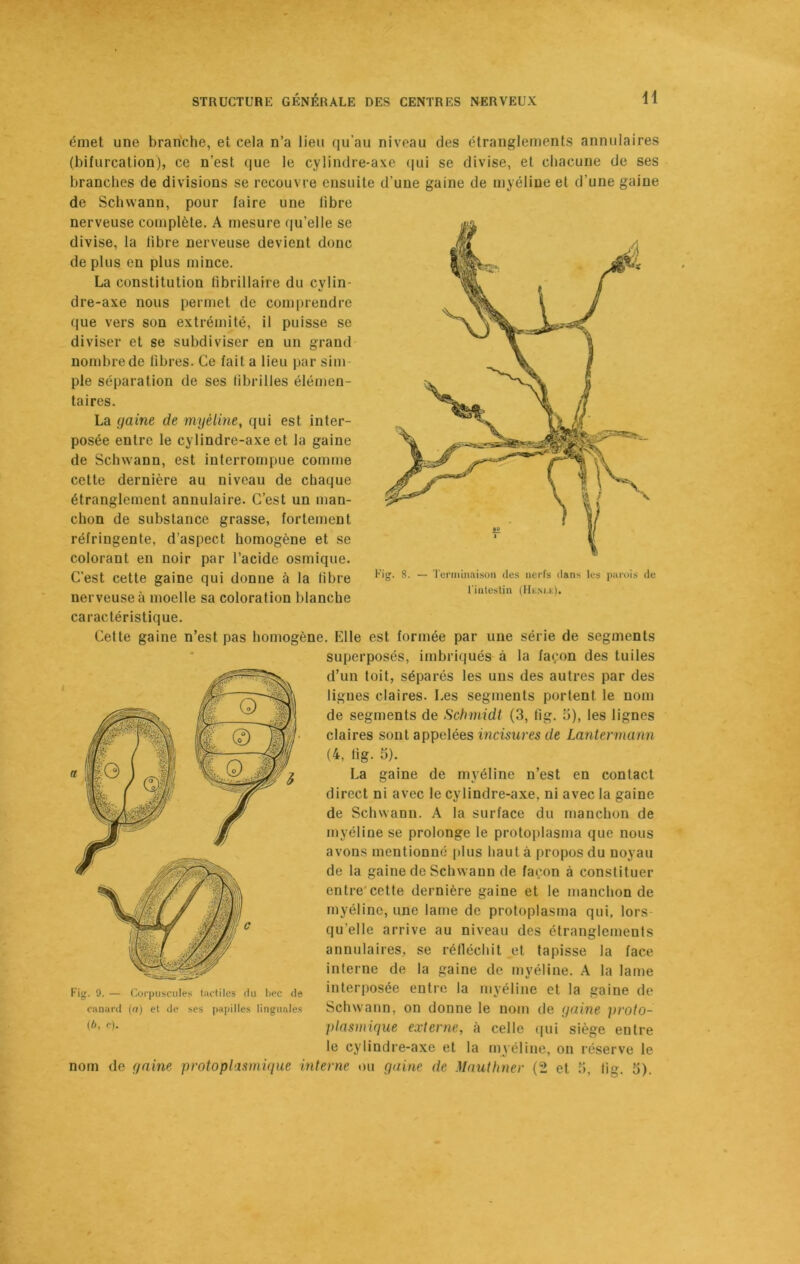 émet une branche, et cela n’a lieu qu’au niveau des étranglements annulaires (bifurcation), ce n’est que le cylindre-axe qui se divise, et chacune de ses branches de divisions se recouvre ensuite d'une gaine de myéline et d'une gaine de Schwann, pour faire une libre nerveuse complète. A mesure qu’elle se divise, la libre nerveuse devient donc de plus en plus mince. La constitution fibrillaire du cylin- dre-axe nous permet de comprendre que vers son extrémité, il puisse se diviser et se subdiviser en un grand nombre de libres. Ce fait a lieu par sim pie séparation de ses fibrilles élémen- taires. La gaine de myéline, qui est inter- posée entre le cylindre-axe et la gaine de Schwann, est interrompue comme cette dernière au niveau de chaque étranglement annulaire. C’est un man- chon de substance grasse, fortement réfringente, d’aspect homogène et se colorant en noir par l’acide osmique. C’est cette gaine qui donne à la libre nerveuse à moelle sa coloration blanche caractéristique. Cette gaine n’est pas homogène. Elle est formée par une série de segments superposés, imbriqués à la façon des tuiles d’un toit, séparés les uns des autres par des lignes claires. Les segments portent le nom de segments de Schmidt (3, fig. 5), les lignes claires sont appelées incisures de Lantermann (4, tig. 5). La gaine de myéline n’est en contact direct ni avec le cylindre-axe, ni avec la gaine de Schwann. A la surface du manchon de myéline se prolonge le protoplasma que nous avons mentionné plus haut à propos du noyau de la gaine de Schwann de façon à constituer entre cette dernière gaine et le manchon de myéline, une lame de protoplasma qui, lors qu elle arrive au niveau des étranglements annulaires, se réfléchit et tapisse la face interne de la gaine de myéline. A la lame interposée entre la myéline et la gaine de Schwann, on donne le nom de gaine proto- Fig. 8. — Terminaison des nerfs dans les parois de l'intestin (Hknj.e). Fig. 9. — Corpuscules tactiles du liée de canard (a) et de ses papilles linguales <*- e>- plasmique externe, à celle qui siège entre le cylindre-axe et la myéline, on réserve le nom de gaine protoplasmique interne ou gaine de Maulhner (2 et 5, tig. 3).