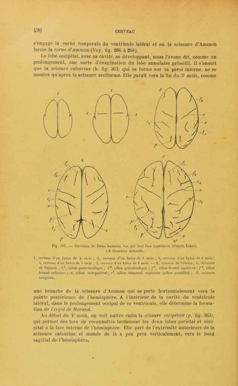 s'engage la corne temporale du ventricule latéral et où la scissure d’Ammon forme la corne d'Ammon (Voy. fig. 266 à 268). Le lobe occipital, avec sa cavité, se développant, nous l’avons dit, comme un prolongement, une sorte d’évagination du lobe annulaire primitif, il s’ensuit que la.scissure calcarine (h. fig. 363) qui se forme sur sa paroi interne, ne se montre qu'après la scissure arciforme. Elle paraît vers la fin du 3e mois, comme Fig. 365. — Cerveaux de fœtus humains vus par leur face supérieure (d’après Ecker). 1/2 Grandeur naturelle. 1, cerveau d'un fœtus de 4 mois ; 2, cerveau d'un fœtus de 5 mois ; 3, cerveau d’un fœtus de 6 mois ; 4, cerveau d'un fœtus de 7 mois ; 5, cerveau d’un fœtus de 8 mois. — S, scissure de Sylvius ; C, Scissure de Rolando ; C1, sillon postrolandique ; Cs, sillon prérolandique ; fl, sillon frontal supérieur; f2, sillon frontal inférieur ; h, sillon interpariétal ; sillon temporal supérieur (sillon parallèle) ; O, scissure occipitale. une branche de la scissure d’Ammon qui se porte horizontalement vers la pointe postérieure de l'hémisphère. A l’intérieur de la cavité du ventricule latéral, dans le prolongement occipal de ce ventricule, elle détermine la forma- tion de l’ergot de Morand. Au début du 4e mois, on voit naître enfin la scissure occipitale (p, fig. 363), qui permet dès lors de reconnaître facilement les deux lobes pariétal et occi- pital à la face interne de l’hémisphère. Elle part de l’extrémité antérieure de la scissure calcarine et monde de là à peu près verticalement, vers le bord sagittal de l’hémisphère.