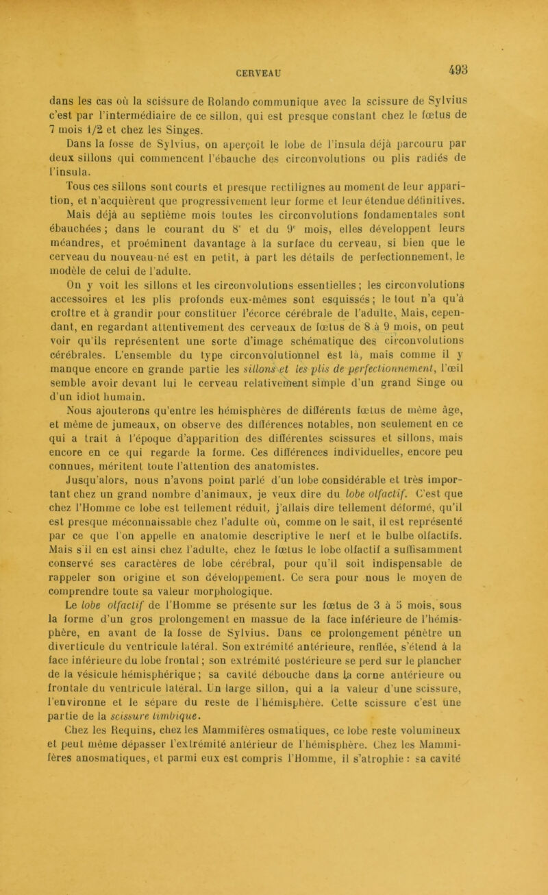 dans les cas où la scissure de Rolando communique avec la scissure de Sylvius c’est par l’intermédiaire de ce sillon, qui est presque constant chez le fœtus de 7 mois 1/2 et chez les Singes. Dans la fosse de Sylvius, on aperçoit le lobe de l’insula déjà parcouru par deux sillons qui commencent l’ébauche des circonvolutions ou plis radiés de l'insula. Tous ces sillons sont courts et presque rectilignes au moment de leur appari- tion, et n’acquièrent que progressivement leur forme et leur étendue définitives. Mais déjà au septième mois toutes les circonvolutions fondamentales sont ébauchées ; dans le courant du 8' et du 91’ mois, elles développent leurs méandres, et proéminent davantage à la surface du cerveau, si bien que le cerveau du nouveau-né est en petit, à part les détails de perfectionnement, le modèle de celui de l’adulte. On y voit les sillons et les circonvolutions essentielles; les circonvolutions accessoires et les plis profonds eux-mêmes sont esquissés; le tout n’a qu’à croître et à grandir pour constituer l’écorce cérébrale de l'adulte., Mais, cepen- dant, en regardant attentivement des cerveaux de fœtus de 8 à 9 mois, on peut voir qu’ils représentent une sorte d’image schématique des circonvolutions cérébrales. L’ensemble du type circonvolutionnel est là, mais comme il y manque encore en grande partie les sillons et les plis de perfectionnement, l’œil semble avoir devant lui le cerveau relativement simple d’un grand Singe ou d’un idiot humain. Nous ajouterons qu’entre les hémisphères de différents fœtus de même âge, et même de jumeaux, on observe des dillérences notables, non seulement en ce qui a trait à l’époque d’apparition des différentes scissures et sillons, mais encore en ce qui regarde la forme. Ces différences individuelles, encore peu connues, méritent toute l’attention des anatomistes. Jusqu’alors, nous n’avons point parlé d’un lobe considérable et très impor- tant chez un grand nombre d’animaux, je veux dire du lobe olfactif. C’est que chez l’Homme ce lobe est tellement réduit, j’allais dire tellement déformé, qu’il est presque méconnaissable chez l’adulte où, comme on le sait, il est représenté par ce que l'on appelle en anatomie descriptive le nerf et le bulbe olfactifs. Mais s'il en est ainsi chez l’adulte, chez le fœtus le lobe olfactif a suffisamment conservé ses caractères de lobe cérébral, pour qu’il soit indispensable de rappeler son origine et son développement. Ce sera pour nous le moyen de comprendre toute sa valeur morphologique. Le lobe olfactif de l’Homme se présente sur les fœtus de 3 à 5 mois, sous la forme d’un gros prolongement en massue de la face inférieure de l’hémis- phère, en avant de la fosse de Sylvius. Dans ce prolongement pénètre un diverticule du ventricule latéral. Son extrémité antérieure, renflée, s'étend à la face inférieure du lobe frontal ; son extrémité postérieure se perd sur le plancher de la vésicule hémisphérique; sa cavité débouche dans la corne antérieure ou frontale du ventricule latéral. Un large sillon, qui a la valeur d’une scissure, l’environne et le sépare du reste de 1 hémisphère. Celte scissure c’est une partie de la scissure limbique. Chez les Requins, chez les Mammifères osmatiques, ce lobe reste volumineux et peut même dépasser l’extrémité antérieur de l’hémisphère. Chez les Mammi- fères anosmatiques, et parmi eux est compris l’Homme, il s’atrophie : sa cavité