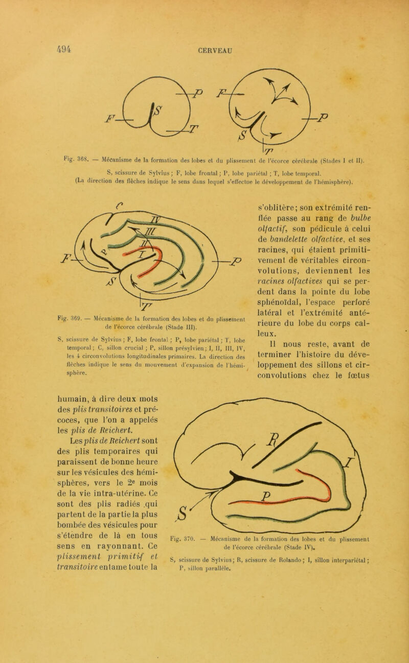 Hg. 368. — Mécanisme de la formation des lobes et du plissement de l’écorce cérébrale (Stades I et II). S, scissure de Sylvius ; F, lobe frontal; P, lobe pariétal ; T, lobe temporal. (La direction des flèches indique le sens dans lequel s’effectue le développement de l’hémisphère). Fig. 369. — Mécanisme de la formation des lobes et du plissement de l’écorce cérébrale (Stade III). S, scissure de Sylvius ; F, lobe frontal ; P, lobe pariétal ; T, lobe temporal; C, sillon crucial ; P, sillon présylvien; I, II, III, IV, les 4 circonvolutions longitudinales primaires. La direction des flèches indique le sens du mouvement d’expansion de l'hémi- sphère. s’oblitère; son extrémité ren- llée passe au rang de bulbe olfactifson pédicule à celui de bandelette olfactive, et ses racines, qui étaient primiti- vement de véritables circon- volutions, deviennent les racines olfactives qui se per- dent dans la pointe du lobe sphénoïdal, l’espace perforé latéral et l’extrémité anté- rieure du lobe du corps cal- leux. Il nous reste, avant de terminer l’histoire du déve- loppement des sillons et cir- convolutions chez le fœtus humain, à dire deux mots des plis transitoires et pré- coces, que l’on a appelés les plis de Reichert. Les plis de Reichert sont des plis temporaires qui paraissent de bonne heure sur les vésicules des hémi- sphères, vers le 2e mois de la vie intra-utérine. Ce sont des plis radiés .qui partent de la partie la plus bombée des vésicules pour s’étendre de là en tous sens en rayonnant. Ce plissement primitif et transitoire entame toute la Fig. 370. — Mécanisme de la formation des lobes et du plissement de l’écorce cérébrale (Stade IV). S, scissure de Sylvius ; R, scissure de Rolando ; I, sillon interpariétal ; P, sillon parallèle.