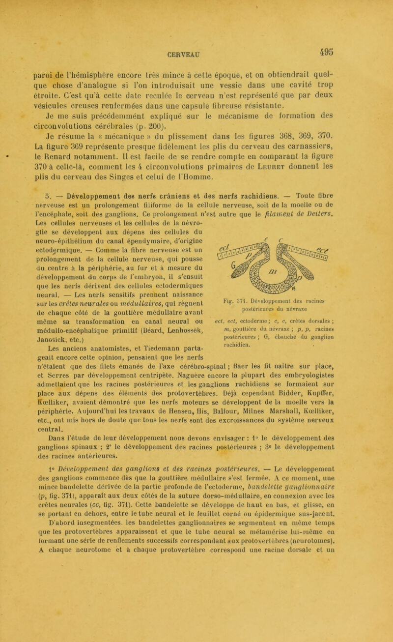 paroi de l’hémisphère encore très mince à cette époque, et on obtiendrait quel- que chose d’analogue si l’on introduisait une vessie dans une cavité trop étroite. C’est qu'à cette date reculée le cerveau n’est représenté que par deux vésicules creuses renfermées dans une capsule libreuse résistante. Je me suis précédemmént expliqué sur le mécanisme de formation des circonvolutions cérébrales (p. 200). Je résume la « mécanique » du plissement dans les figures 368, 369, 370. La figure 369 représente presque fidèlement les plis du cerveau des carnassiers, le Renard notamment. 11 est facile de se rendre compte en comparant la figure 370 à celle-là, comment les 4 circonvolutions primaires de Leuret donnent les plis du cerveau des Singes et celui de l’Homme. 3. — Développement des nerfs crâniens et des nerfs rachidiens. — Toute fibre nerveuse est un prolongement filiforme de la cellule nerveuse, soit delà moelle ou de l’encéphale, soit des ganglions. Ce prolongement n’est autre que le filament de Deiters. Les cellules nerveuses et les cellules de la névro- glie se développent aux dépens des cellules du neuro-épithélium du canal épendymaire, d’origine ectodermique. — Comme la fibre nerveuse est un prolongement de la cellule nerveuse, qui pousse du centre à la périphérie, au fur et à mesure du développement du corps de l’embryon, il s’ensuit que les nerfs dérivent des cellules ectodermiques neural. — Les nerfs sensitifs prennent naissance sur les crêtes neurales ou médullaires, qui régnent de chaque côté de la gouttière médullaire avant même sa transformation en canal neural ou médullo-encéplialique primitif (Béard, Lenhossèk, Janosick, etc.) Les anciens anatomistes, et Tiedemann parta- geait encore cette opinion, pensaient que les nerfs n’étaient que des filets émanés de l’axe cérébro-spinal ; Baer les fit naître sur place, et Serres par développement centripète. Naguère encore la plupart des embryologistes admettaient que les racines postérieures et les ganglions rachidiens se formaient sur place aux dépens des éléments des protovertèbres. Déjà cependant Bidder, KupfTer, Kcelliker, avaient démontré que les nerfs moteurs se développent de la moelle vers la périphérie. Aujourd’hui les travaux de Ilensen, Mis, Balfour, Milnes Marshall, Kcelliker, etc., ont mis hors de doute que tous les nerfs sont des excroissances du système nerveux central. Dans l’étude de leur développement nous devons envisager: 1° le développement des ganglions spinaux ; 2° le développement des racines postérieures ; 3° le développement des racines antérieures. 1° Développement des ganglions et des racines postérieures. — Le développement des ganglions commence dès que la gouttière médullaire s’est fermée. A ce moment, une mince bandelette dérivée de la partie profonde de l’ectoderme, bandelette ganglionnaire (p, fig. 371), apparaît aux deux côtés de la suture dorso-médullaire, en connexion avec les crêtes neurales (cc, fig. 371). Cette bandelette se développe de haut en bas, et glisse, en se portant en dehors, entre le tube neural et le feuillet corné ou épidermique sus-jacent. D’abord insegmentées. les bandelettes ganglionnaires se segmentent en même temps que les protovertèbres apparaissent et que le tube neural se métamérise lui-même en formant une série de renflements successifs correspondant aux protovertèbres (neurotomes). A chaque neurotome et à chaque protovertèbre correspond une racine dorsale et un Fig. 371. Développement des racines postérieures du névraxe ect. ect, ectoderme ; c, c, crêtes dorsales ; m, gouttière du névraxe ; p, p, racines postérieures ; G, ébauche du ganglion rachidien.