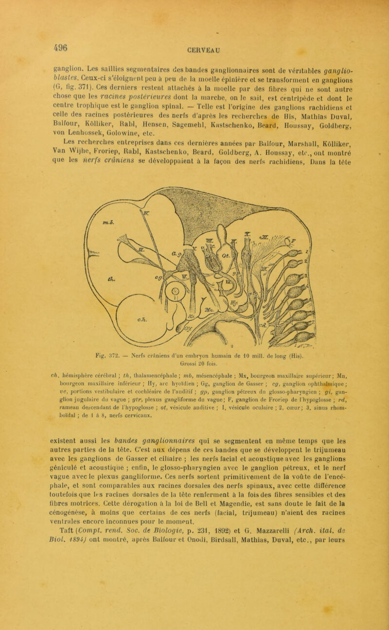 ganglion. Les saillies segmentaires des bandes ganglionnaires sont de véritables ganglio- blastcs. Ceux-ci s éloignent peu à peu de la moelle épinière et se transforment en ganglions ((j, fig. 371 ). Ces derniers restent attachés à la moelle par des libres qui ne sont autre chose que les racines postérieures dont la marche, on le sait, est centripède et dont le centie trophique est le ganglion spinal. — Telle est l’origine des ganglions rachidiens et celle des racines postérieures des nerfs d’après les recherches de His, Mathias Duval, Balfour, Kôlliker, Babl, Hensen, Sagemehl, Kastschenko, Beard, Houssay, Goldberg, von Lenhossek, Golowine, etc. Les recherches entreprises dans ces dernières années par Balfour, Marshall, Kôlliker, Van W ijhe, troriep, Rabl, Kastschenko, Beard, Goldberg, A. Houssay, etc., ont montré que les nerfs crâniens se développaient à la façon des nerfs rachidiens. Dans la tête Fig. 372. — Nerfs crâniens d’un embryon humain de 10 mill. de long (His). Grossi 20 fois. ch, hémisphère cérébral ; ih, thalamencéphale ; mb, mésencéphale ; Mx, bourgeon maxillaire supérieur; Mn, bourgeon maxillaire inférieur; Hy, arc hyoïdien; Gg, ganglion de Casser; cg, ganglion ophthajmique; vc, portions vestibulaire et cochléaire de l’auditif ; gp, ganglion pétreux du glosso-pharyngien ; gi, gan- glion jugulaire du vague ; gtr, plexus gangiiforme du vague; F, ganglion de Froriep de l'hypoglosse ; rd, rameau descendant de l'hypoglosse ; ot, vésicule auditive ; 1, vésicule oculaire ; 2, cœur; 3. sinus rhom- boïdal ; de 1 à 8, nerfs cervicaux. existent aussi les bandes ganglionnaires qui se segmentent en même temps que les autres parties de la tête. C’est aux dépens de ces bandes que se développent le trijumeau avec les ganglions de Gasser et ciliaire ; les nerfs facial et acoustique avec les ganglions géniculé et acoustique ; enfin, le glosso-pharyngien avec le ganglion pétreux, et le nerf vague avec le plexus gangiiforme. Ces nerfs sortent primitivement de la voûte de l’encé- phale, et sont comparables aux racines dorsales des nerfs spinaux, avec cette différence toutefois que les racines dorsales de la tête renferment à la fois des fibres sensibles et des fibres motrices. Cette dérogation à la loi de Bell et Magendie, est sans doute le fait de la cénogénèse, à moins que certains de ces nerfs (facial, trijumeau) n’aient des racines ventrales encore inconnues pour le moment. Taft (Compt. rend. Soc. de Biologie, p. 231, 1892) et G. Mazzarelli (Arch. ital. de Biol. ISO4J ont montré, après Balfour et Onodi, Birdsall, Mathias, Duval, etc., par leurs