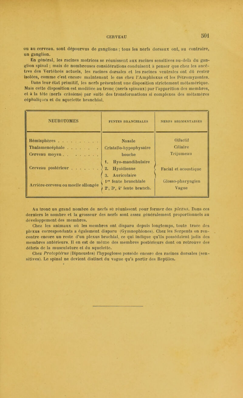 ou au cerveau, sont dépourvus de ganglions ; tous les nerfs dorsaux ont, au contraire, un ganglion. En général, les racines motrices se réunissent aux racines sensitives au-delà du gan- glion spinal ; mais de nombreuses considérations conduisent à penser que chez les ancê- tres des Vertébrés actuels, les racines dorsales et les racines ventrales ont dû rester isolées, comme c’est encore maintenant le cas chez l’Amphioxus et les Pélromyzontcs. Dans leur état primitif, les nerfs présentent une disposition strictement métamérique. Mais cette disposition est modifiée au tronc (nerls spinaux) par l’apparition des membres, et à la tète (nerfs crâniens) par suite des transformations si complexes des métamères céphaliques et du squelette branchial. NEUROTOMES FENTES BRANCHIALES NERFS SEGMENTAIRES Hémisphères Nasale Olfactif Thalamencéphale Cristallo-hypophysaire Ciliaire Cerveau moyen bouche Trijumeau Cerveau postérieur 1. Hyo-mandibulaire / 2. Hyoïdienne Facial et acoustique Arrière-cerveau ou moelle allongée 3. Auriculaire ( lr* fente branchiale 1 2% 3% 4* fente branch. Glosso-pharyngien Vague Au tronc un grand nombre de nerfs se réunissent pour former des plexus. Dans ces derniers le nombre et la grosseur des nerfs sont assez généralement proportionnels au développement des membres. Chez les animaux où les membres ont disparu depuis longtemps, toute trace des plexus correspondants a également disparu (Gymnophiones). Chez les Serpents on ren- contre encore un reste d’un plexus brachial, ce qui indique qu’ils possédaient jadis des membres antérieurs. Il en est de même des membres postérieurs dont on retrouve des débris de la musculature et du squelette. Chez Protoptérus (Dipneustes) l’hypoglosse possède encore des racines dorsales (sen- sitives). Le spinal ne devient distinct du vague qu’à partir des Reptiles.