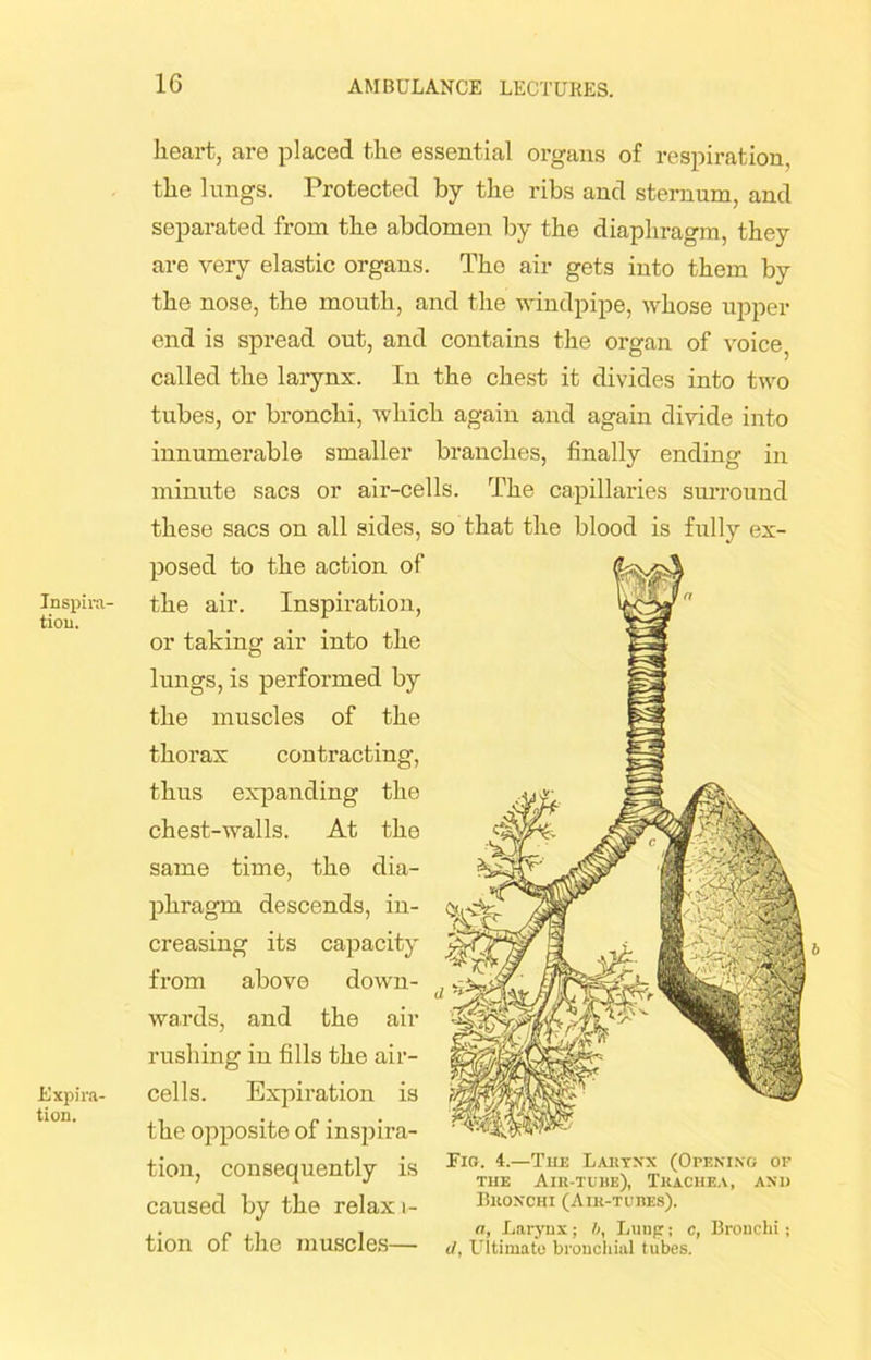 Inspira- tion. Expira- tion. heart, are placed the essential organs of respiration, the lungs. Protected by the ribs and sternum, and separated from the abdomen by the diaphragm, they are very elastic organs. The air gets into them by the nose, the mouth, and the windpipe, whose upper end is spread out, and contains the organ of voice, called the larynx. In the chest it divides into two tubes, or bronchi, which again and again divide into innumerable smaller branches, finally ending in minute sacs or air-cells. The capillaries surround these sacs on all sides, so that the blood is fully ex- posed to the action of the air. Inspiration, or taking air into the lungs, is performed by the muscles of the thorax contracting, thus expanding the chest-walls. At the same time, the dia- phragm descends, in- creasing its capacity from above down- wards, and the air rushing in fills the air- cells. Expiration is the opposite of inspira- tion, consequently is ■FlG- LjUlJ!rJ (0pENINO op caused by the relax i- Bronchi (Air-tubes). „ , , a, Larynx; ft, Lung; c, Bronchi; tion 01 the muscles </, Ultimate bronchial tubes. b