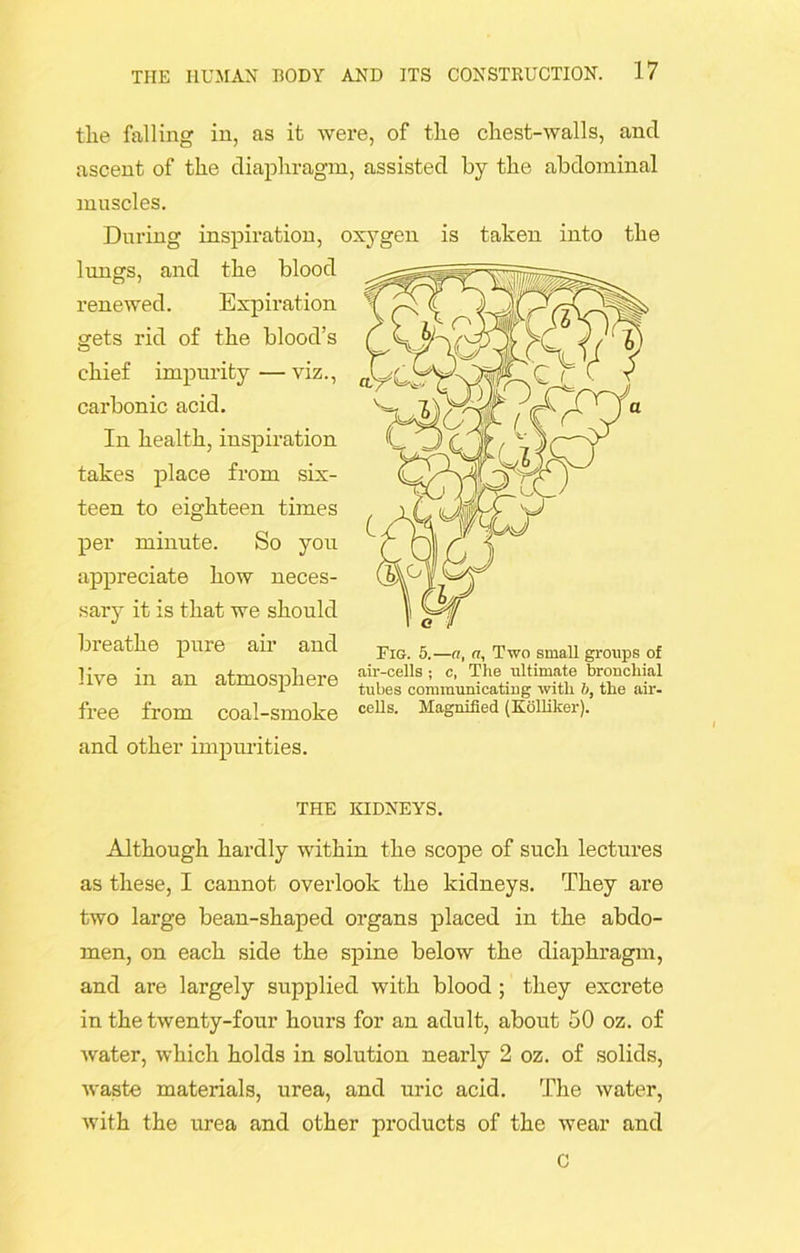 tlie falling in, as it were, of the chest-walls, and ascent of the diaphragm, assisted by the abdominal muscles. During inspiration, oxygen is taken into the lungs, and the blood renewed. Expiration gets rid of the blood’s chief impurity—viz., carbonic acid. In health, inspiration takes place from six- teen to eighteen times per minute. So you appreciate how neces- sary it is that we should breathe pure air and live in an atmosphere free from coal-smoke and other impurities. THE KIDNEYS. Although hardly within the scope of such lectures as these, I cannot overlook the kidneys. They are two large bean-shaped organs placed in the abdo- men, on each side the spine below the diaphragm, and are largely supplied with blood ; they excrete in the twenty-four hours for an adult, about 50 oz. of water, which holds in solution nearly 2 oz. of solids, waste materials, urea, and uric acid. The water, with the urea and other products of the wear and Fig. 5.—a, a, Two small groups of air-cells ; c, The ultimate bronchial tubes communicating with b, the air- cells. Magnified (Kolliker). C