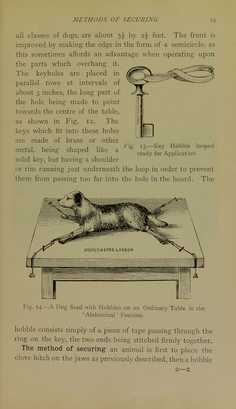 all classes of dogs, are about 53- by 2j feet. The front is improved by making the edge in the form of a semicircle, as this sometimes affords an advantage when operating upon the parts which overhang it. The keyholes are placed in parallel rows at intervals of about 3 inches, the long part of the hole being made to point towards the centre of the table, as shown in Fig. 12. The keys which fit into these holes are made of brass or other metal, being shaped like a solid key, but having a shoulder or rim running just underneath the loop in order to prevent them from passing too far into the hole in the board. The Fig. 13.—Key Hobble looped ready for Application. fig. 14.—A Dog fixed with Hobbles on an Ordinary Table in the ‘Abdominal’ Position. hobble consists simply of a piece of tape passing through the ring on the key, the two ends being stitched firmly together. The method of securing- an animal is first to place the clove hitch on the jaws as previously described, then a hobble 2—2