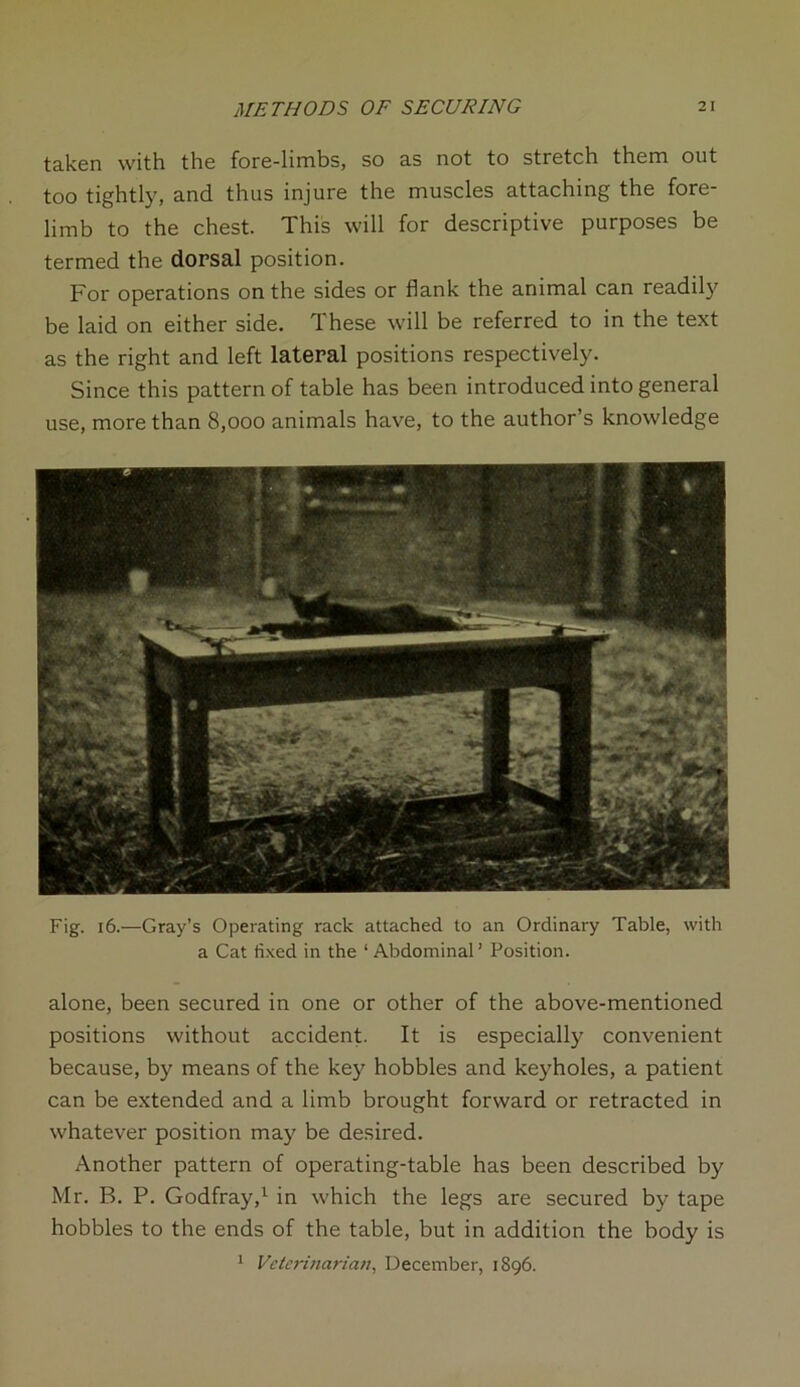 taken with the fore-limbs, so as not to stretch them out too tightly, and thus injure the muscles attaching the fore- limb to the chest. This will for descriptive purposes be termed the dorsal position. For operations on the sides or flank the animal can readily be laid on either side. These will be referred to in the text as the right and left lateral positions respectively. Since this pattern of table has been introduced into general use, more than 8,000 animals have, to the author’s knowledge Fig. 16.—Gray’s Operating rack attached to an Ordinary Table, with a Cat fixed in the 1 Abdominal ’ Position. alone, been secured in one or other of the above-mentioned positions without accident. It is especially convenient because, by means of the key hobbles and keyholes, a patient can be extended and a limb brought forward or retracted in whatever position may be desired. Another pattern of operating-table has been described by Mr. B. P. Godfray,1 in which the legs are secured by tape hobbles to the ends of the table, but in addition the body is 1 Veterinarian, December, 1896.