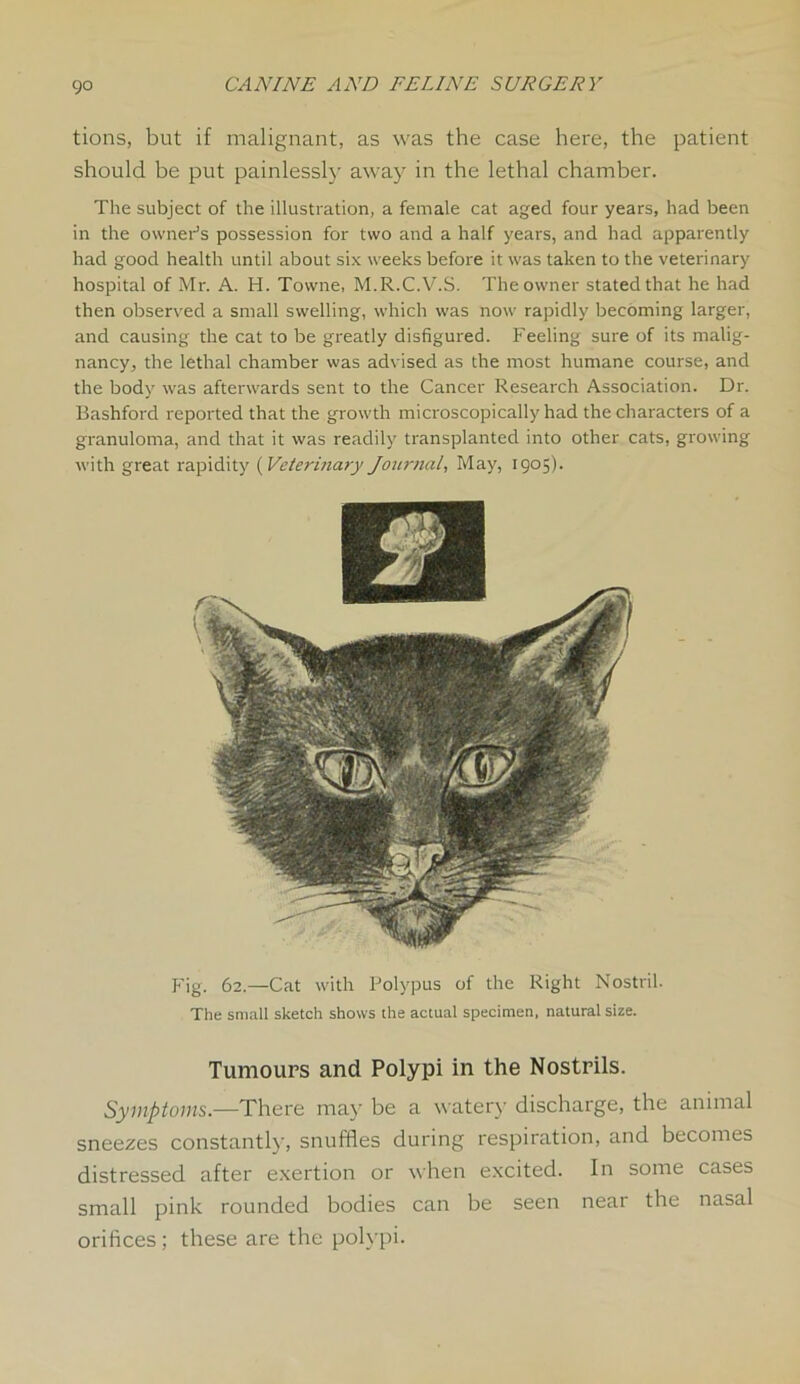 tions, but if malignant, as was the case here, the patient should be put painlessly away in the lethal chamber. The subject of the illustration, a female cat aged four years, had been in the owner’s possession for two and a half years, and had apparently had good health until about six weeks before it was taken to the veterinary hospital of Mr. A. H. Towne, M.R.C.V.S. The owner stated that he had then observed a small swelling, which was now rapidly becoming larger, and causing the cat to be greatly disfigured. Feeling sure of its malig- nancy, the lethal chamber was advised as the most humane course, and the body was afterwards sent to the Cancer Research Association. Dr. Bashford reported that the growth microscopically had the characters of a granuloma, and that it was readily transplanted into other cats, growing with great rapidity (Veterinary Journal, May, 1905). Fig. 62.—Cat with Polypus of the Right Nostril. The small sketch shows the actual specimen, natural size. Tumours and Polypi in the Nostrils. Symptoms.—There may be a watery discharge, the animal sneezes constantly, snuffles during respiration, and becomes distressed after exertion or when excited. In some cases small pink rounded bodies can be seen near the nasal orifices; these are the polypi.