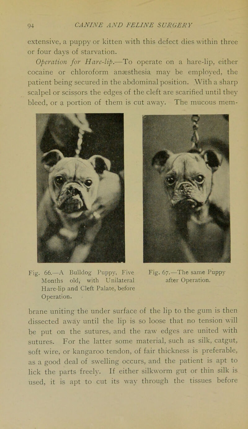 extensive, a puppy or kitten with this defect dies within three or four days of starvation. Operation for Hare-lip.-—To operate on a hare-lip, either cocaine or chloroform anaesthesia may be employed, the patient being secured in the abdominal position. With a sharp scalpel or scissors the edges of the cleft are scarified until they bleed, or a portion of them is cut away. The mucous mem- Fig. 66.—A Bulldog Puppy, Five Fig. 67.—The same Puppy Months old, with Unilateral after Operation. Hare-lip and Cleft Palate, before Operation. brane uniting the under surface of the lip to the gum is then dissected away until the lip is so loose that no tension will be put on the sutures, and the raw edges are united with sutures. For the latter some material, such as silk, catgut, soft wire, or kangaroo tendon, of fair thickness is preferable, as a good deal of swelling occurs, and the patient is apt to lick the parts freely. If either silkworm gut or thin silk is used, it is apt to cut its way through the tissues before