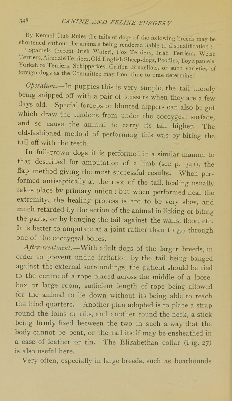 By kenneI Club Rules the tails of clogs of the following breeds may be shortened without the animals being rendered liable to disqualification • ‘ Spaniels (except Irish Water), Fox Terriers, Irish Terriers, Welsh Terriers, Airedale Terriers, Old English Sheep-dogs, Poodles, Toy Spaniels, Yorkshire Terriers, Schipperkes, Griffon Bruxellois, or such varieties of foreign dogs as the Committee may from time to time determine.’ Operation. In puppies this is very simple, the tail merely being snipped off with a pair of scissors when they are a few days old. Special forceps or blunted nippers can also be got which draw the tendons from under the coccygeal surface, and so cause the animal to carry its tail higher. The old-fashioned method of performing this was by biting the tail off with the teeth. In full-grown dogs it is performed in a similar manner to that described for amputation of a limb (see p. 341), the flap method giving the most successful results. When per- formed antiseptically at the root of the tail, healing usually takes place by primary union ; but when performed near the extremity, the healing process is apt to be very slow, and much retarded by the action of the animal in licking or biting the parts, or by banging the tail against the walls, floor, etc. It is better to amputate at a joint rather than to go through one of the coccygeal bones. After-treatment.—With adult dogs of the larger breeds, in order to prevent undue irritation by the tail being banged against the external surroundings, the patient should be tied to the centre of a rope placed across the middle of a loose- box or large room, sufficient length of rope being allowed for the animal to lie down without its being able to reach the hind quarters. Another plan adopted is to place a strap round the loins or ribs, and another round the neck, a stick being firmly fixed between the two in such a way that the body cannot be bent, or the tail itself may be ensheathed in a case of leather or tin. The Elizabethan collar (Fig. 27) is also useful here. Very often, especially in large breeds, such as boarhounds