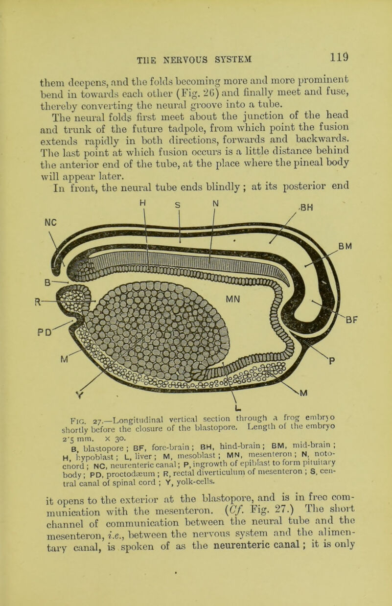 them deepens, and the folds becoming more and more prominent bend in towards each other (Fig. ‘2G)and finally meet and fuse, thereby converting the neural gi'oovo into a tube. The neural folds first meet about the junction of the head and trunk of the future tadpole, from which point the fusion extends rapidly in both directions, forwards and backwards. The last point at which fusion occurs is a little distance behind the anteiaor end of the tube, at the place where the pineal body will appear later. In front, the neural tube ends blindly ; at its posterior end B L Pjq 27.—Longitudinal vertical section through a frog embr)o shortly before the closure of the blastopore. Length of the embryo 2’5 mm. X 30. .... B blastopore; BF, fore-brain; BH, hind-lKain; BM. mid-brain ; H hypoblast; L, liver ; M, mesoblast ; MN, mesenteroii; N, noto- cnord ; NC, neurenteric canal; P, ingrowth of epiblast to form pituiiai y body; PD, proctodteum ; R, rectal diverticulum of ntesenteron ; S, cen- tral canal of spinal cord ; Y, yolk-cells. it opens to the exterior at the blastopore, and is in free com- munication with the mesentcron. {Cf. Fig. 27.) The short channel of communication between the neural tube .and the mesenteroii, f.e., between the nervous system and the alimen- tary canal, is spoken of as the neurenteric canal; it is only