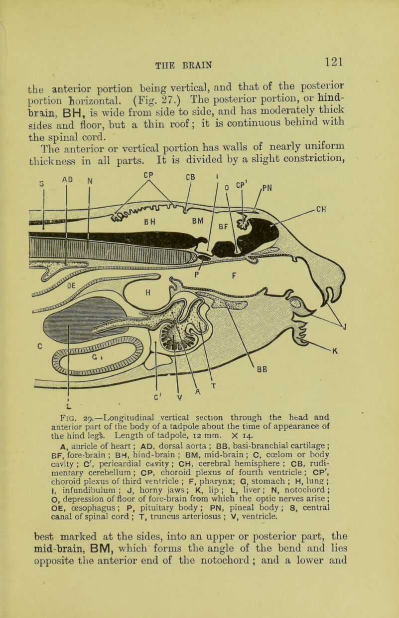 THE BRAIN the anterior portion being vertical, and that of the posterior portion horizontal. (Fig- 27.) The posterior portion, or hind- brain, BH, is wide from side to side, and has moderately thick sides and floor, but a thin roof; it is continuous behind with the spinal cord. The anterior or vertical portion has walls of nearly uniform thickness in all parts. It is divided by a slight constriction, — Fig. 29.—Longitudinal vertical section through the head and anterior part of the body of a tadpole about the time of appearance of the hind leg5. Length of tadpole, 12 mm. X 14. A, auricle of heart; AD, dorsal aorta ; BB, basi-branchial cartilage ; BF, fore-brain : BH, hind-brain ; BM, mid-brain; C, coelom or body cavity: C', pericardial cavity; CH, cerebral hemisphere; CB, rudi- mentary cerebellum ; CP, choroid plexus of fourth ventricle ; CP', choroid plexus of third ventricle ; F, pharynx; G, stomach ; H, lung; I, infundibulum: J, horny jaws; K, lip; L, liver; N, notochord; O, depression of floor of fore-brain from which the optic nerves arise; OE, oesophagus; P, pituitary body; PN, pineal body; 8, central canal of spinal cord ; T, truncus arteriosus ; V, ventricle. be.st marked at the sides, into an upper or posterior part, the mid-brain, BM, which forms the angle of the bend and lies oppo.site the anterior end of the notochord ; and a lower .and