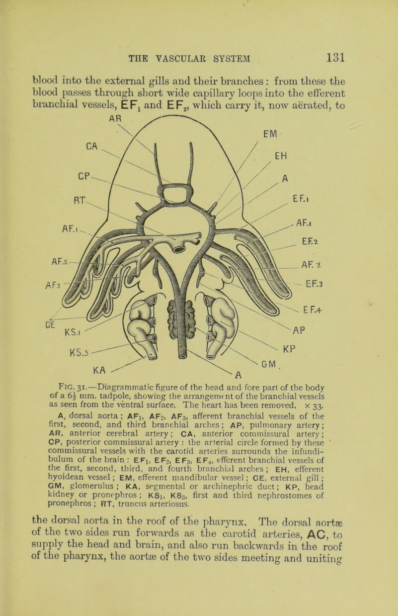 blood into tlie external gills and their branches: from these the blood passes through short wide capillary loops into the eflerent branchial vessels, EFi and EF^, which carry it, now aerated, to A, dorsal aorta; AFi, AFo, AF3, afferent branchial vessels of the first, second, and third branchial arches; AP, pulmonary artery; AR, anterior cerebral artery; CA, anterior commissural artery; CP, posterior commissural artery : the arterial circle formed by these ' commissural vessels with the carotid arteries surrounds the infundi- bulum of the brain : EFi, EFo, EF3, EF^, efferent branchial vessels of the first, second, third, and fourth branchial arches ; EH, efferent hyoidean vessel; EM, efferent mandibular vessel; GE, external gill; GM, glomerulus; KA, segmental or archinephric duct; KP, head kidney or pronephros ; KSj, KS3, first and third nephrostomes of pronephros ; RT, truncus arteriosus. the dorsal aorta in the roof of the pharynx. The dorsal aortre of the two sides run forwards as the carotid arteries, AC, to supply the head and brain, and also run backwards in the roof of the pharynx, the aortte of the two sides meeting and uniting