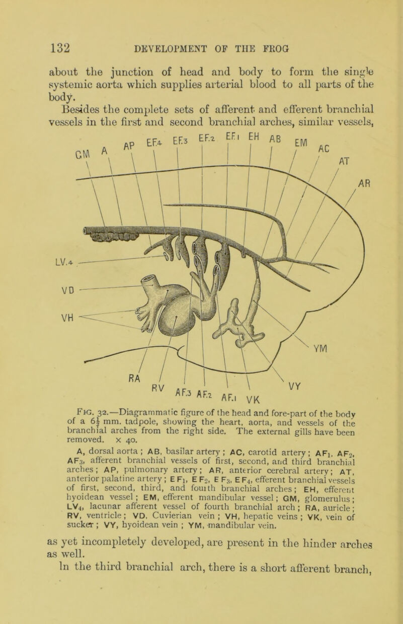 about the junction of head and body to form the single systemic aorta which supplies ai terial blood to all parts of the body. Besides the complete sets of afferent and efferent branchial vessels in the first and second branchial arches, similar vessels, Fm. 32.—Diagrammatic figure of the head and fore-part of the body of a 6^ mm. tadpole, showing the heart, aorta, and vessels of the branchial arches from the right side. The external gills have been removed, x 40. A, dorsal aorta; AB, basilar artery ; AC, carotid artery; AFi. AFo, AF.i, afferent branchial vessels of first, second, and third branchial arches; AP, pulmonary artery; AR, anterior cerebral artery; AT. anterior palatine artery; E Fj, E Fo, E F;,. E Fj, efferent branchial vessels of first, second, third, and fourth branchial arches; EH, efferent hyoidean vessel; EM, efferent mandibular vessel; GM, glomerulus; LV4, lacunar afferent vessel of fourth branchial arch; RA, auricle; RV, ventricle; VD, Cuvierian vein; VH, hepatic veins; VK, vein of sucker ; VY, hyoidean vein ; YM, mandibular vein. as yet incompletely developed, are present in the hinder arches as well. In the third branchial arch, there is a short afferent branch,