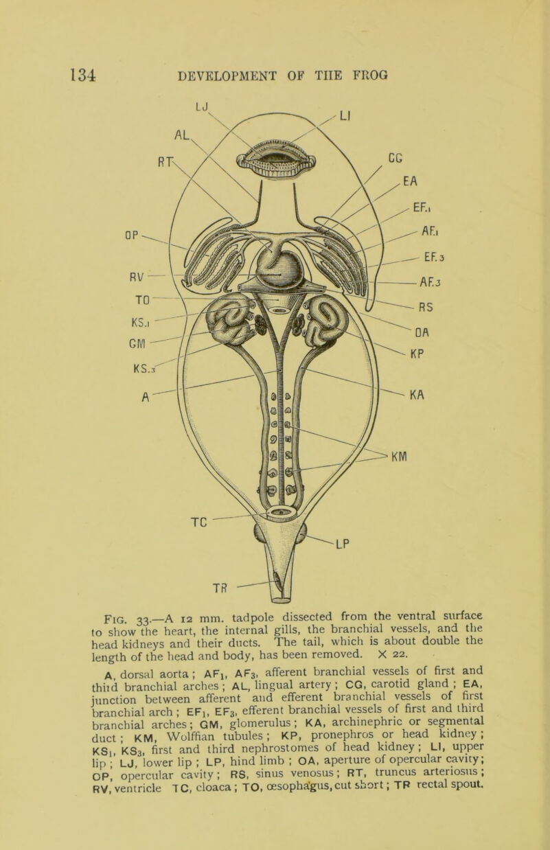 A dorsal aorta; AFj, AF3, afferent branchial vessels of first and thiid branchial arches; AL, lingual artery; CG, carotid gland ; EA, jtmction between afferent and efferent branchial vessels of first branchial arch; EFi, EF3, efferent branchial vessels of first and third branchial arches; GM, glomerulus; KA, archinephnc or segmental duct ; KM, Wolffian tubules; KP, pronephros or head kidney; KSi KS3, first and third nephrostomes of head kidney; LI, upper lip LJ, lower lip ; LP, hind limb ; OA, aperture of opercular cavity; OP, operculcir cavity j RS, sinus venosus j RT, truncus arteriosus, RV,’ventricle TC, cloaca; TO, oesopha'gus.cut short; TP rectal spout.